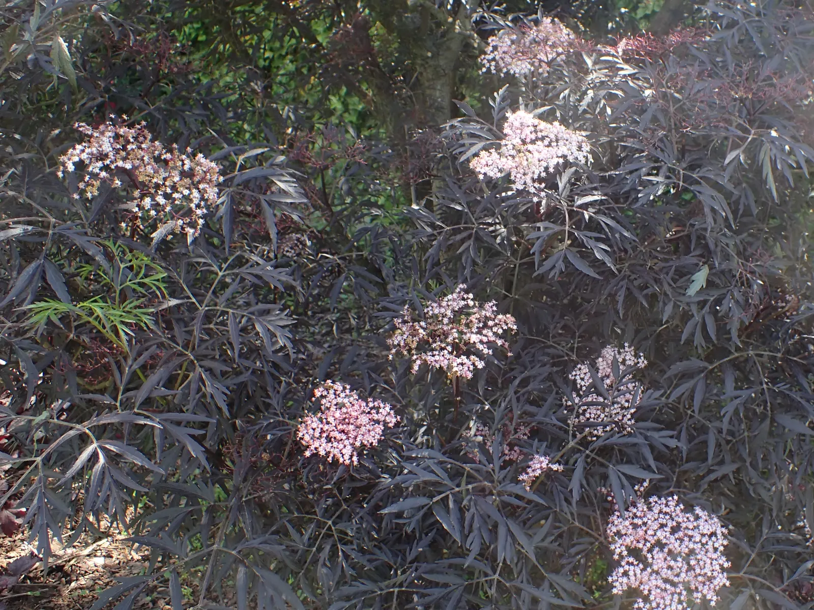 Black Lace‚Ñ¢ Elderberry (Sambucus Nigra 'Eva') — it sports pink flowers that contrast strikingly with its leaves