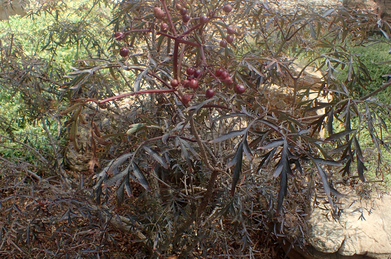 Black Lace‚Ñ¢ Elderberry (Sambucus Nigra 'Eva') — This deciduous shrub reaches 6-8 feet tall and wide and thrives in USDA zones 4-7