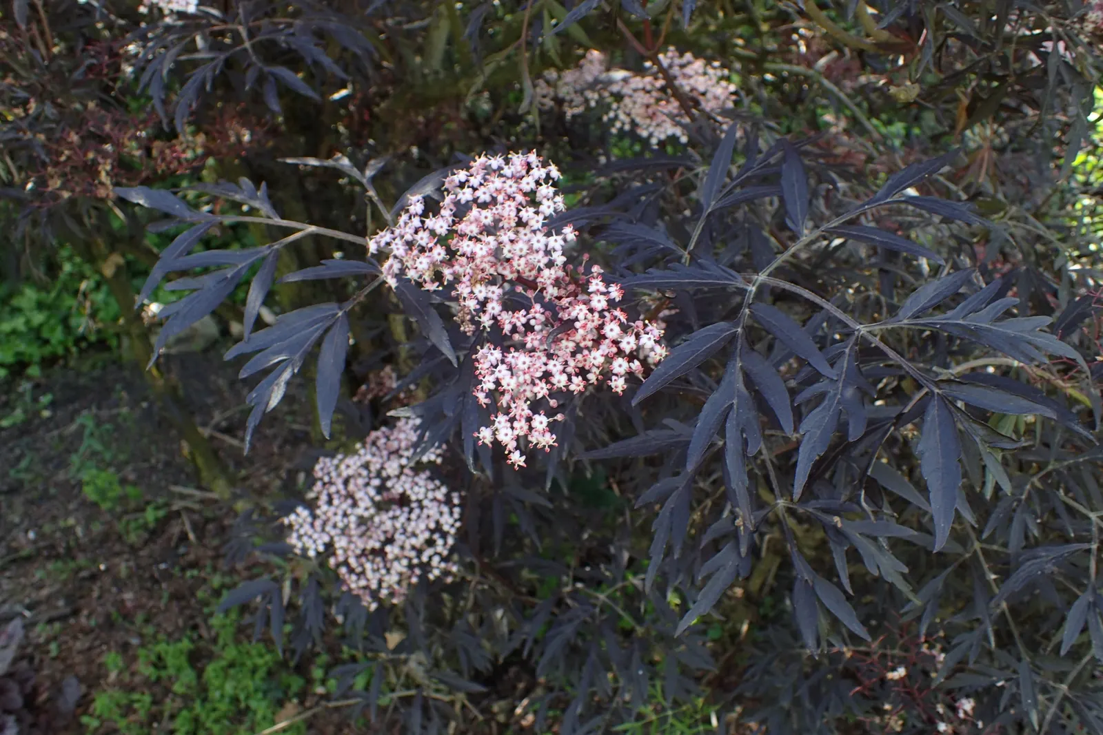 Black Lace‚Ñ¢ Elderberry (Sambucus Nigra 'Eva') — Blossoming in early summer
