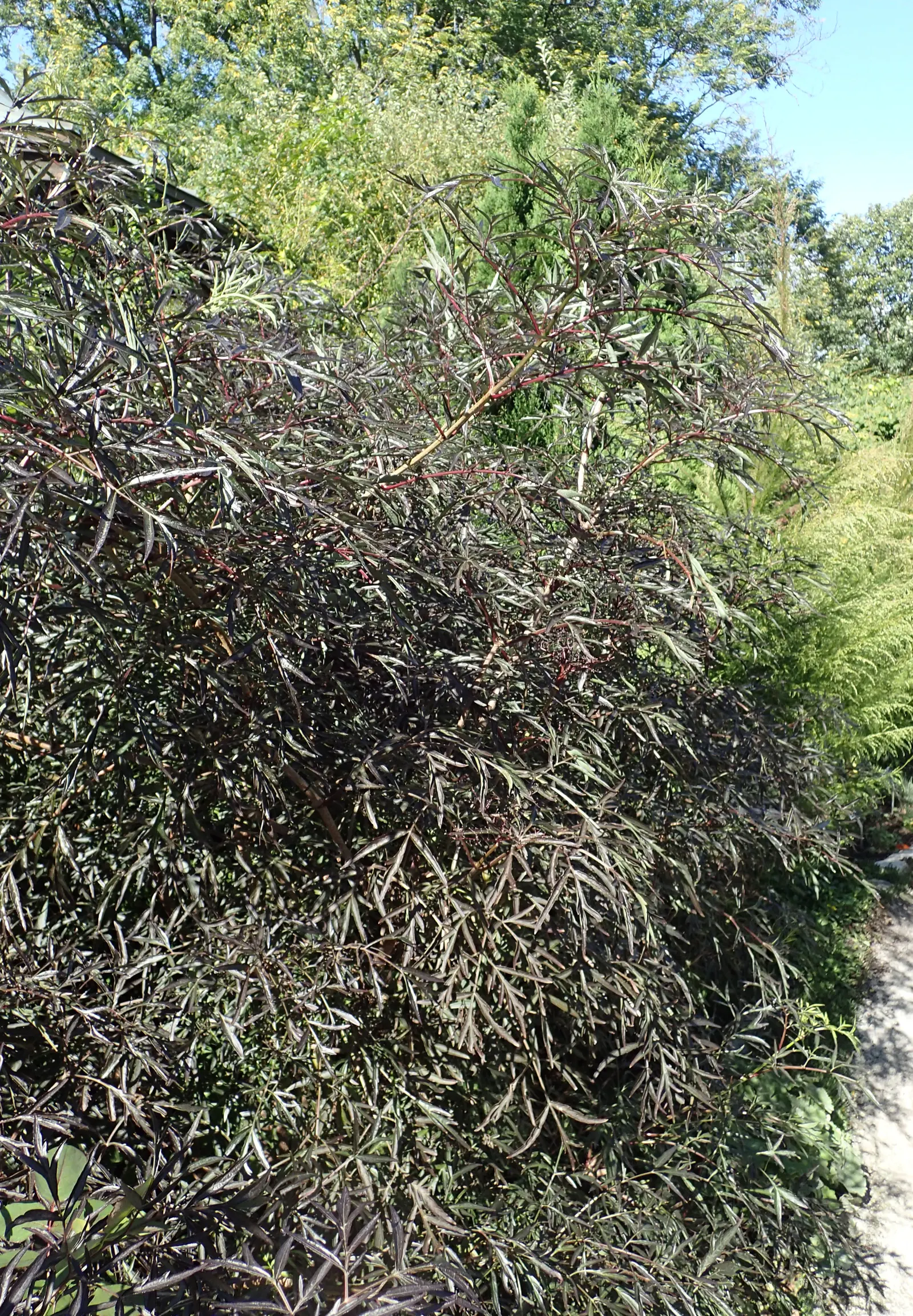 Black Lace‚Ñ¢ Elderberry (Sambucus Nigra 'Eva') — later producing edible black berries