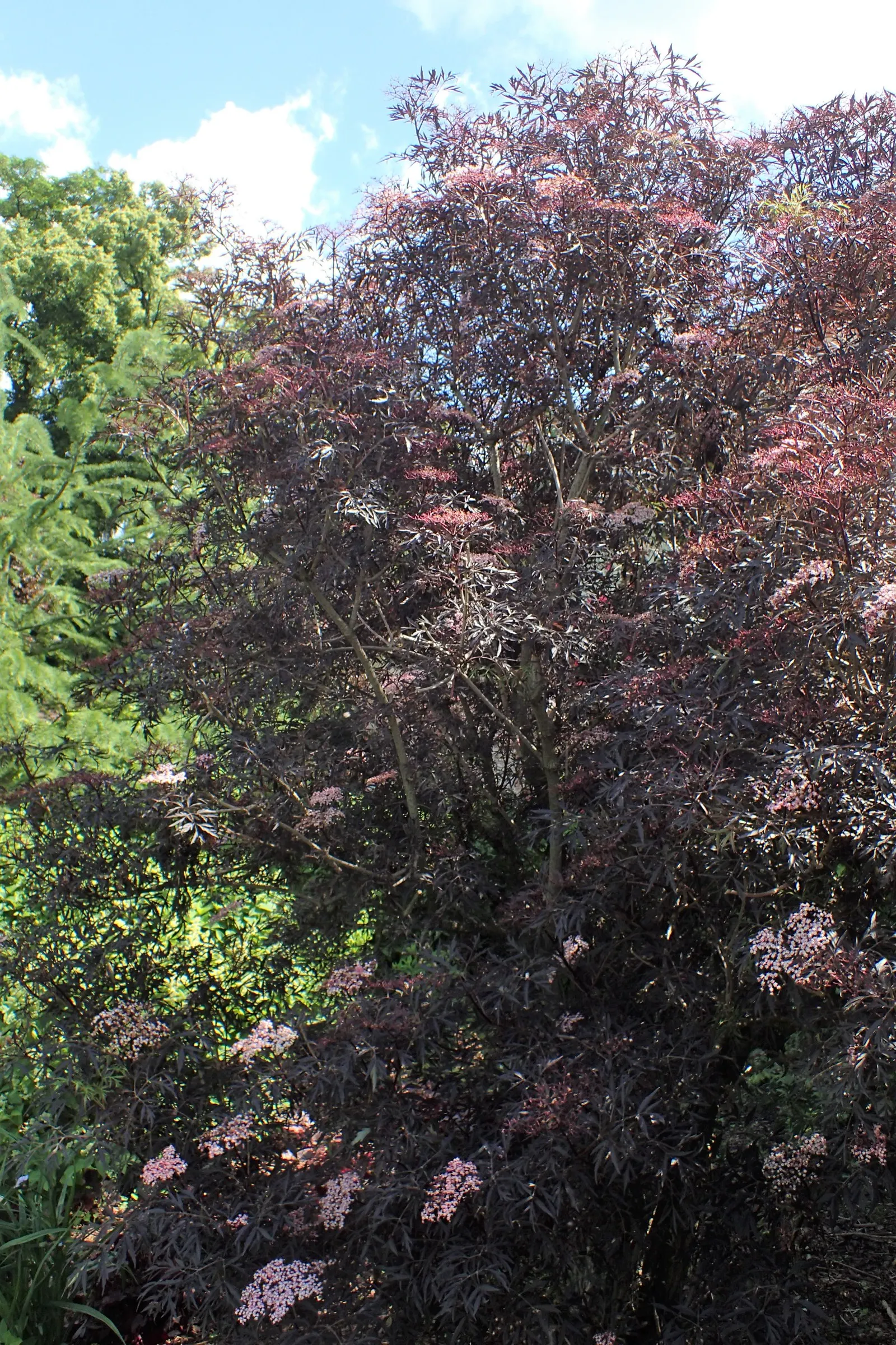 Black Lace‚Ñ¢ Elderberry (Sambucus Nigra 'Eva') — dark purple-black foliage reminiscent of Japanese maples