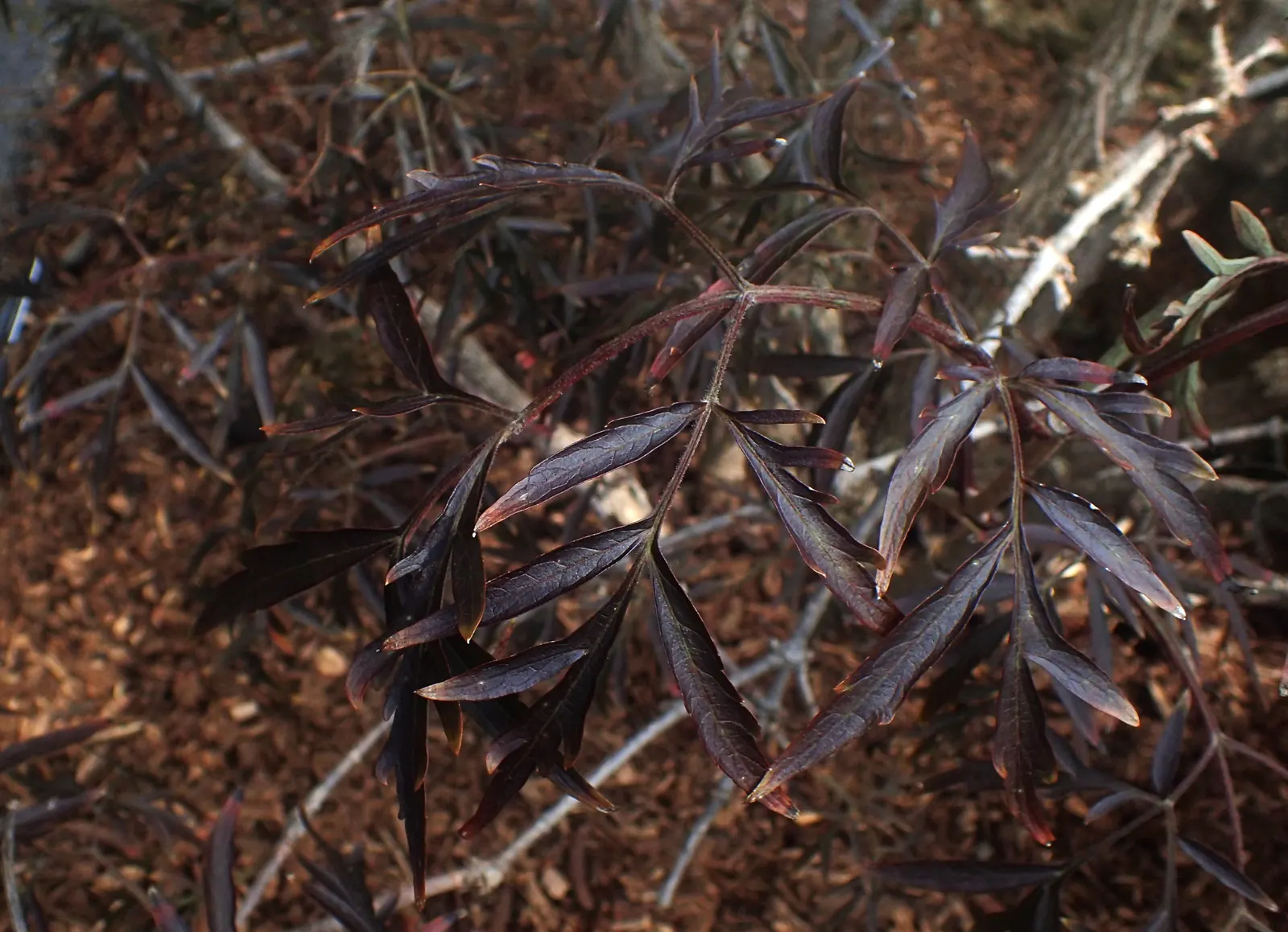 Black Lace‚Ñ¢ Elderberry (Sambucus Nigra 'Eva') — Prefers full sun to partial shade and well-drained soil