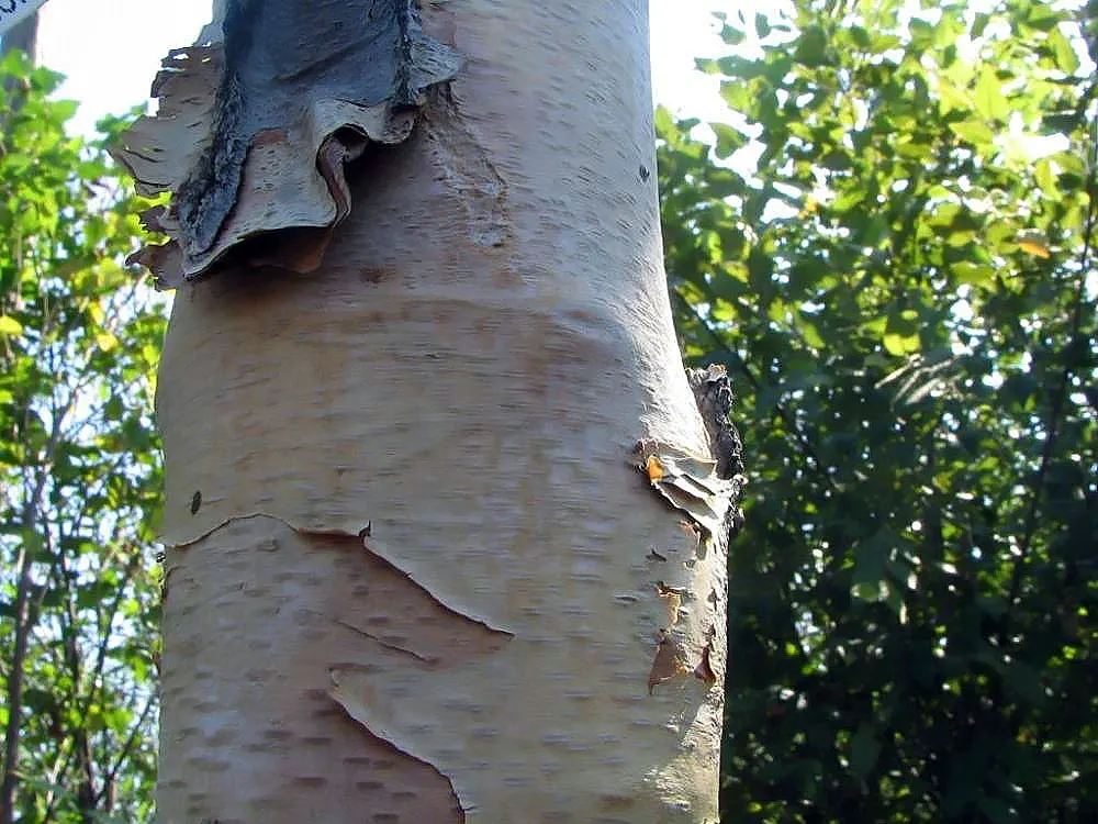 River Birch (Betula Nigra) — is a graceful deciduous tree known for its unique peeling bark in shades of cream; its diamond-shaped leaves turn yellow in fall