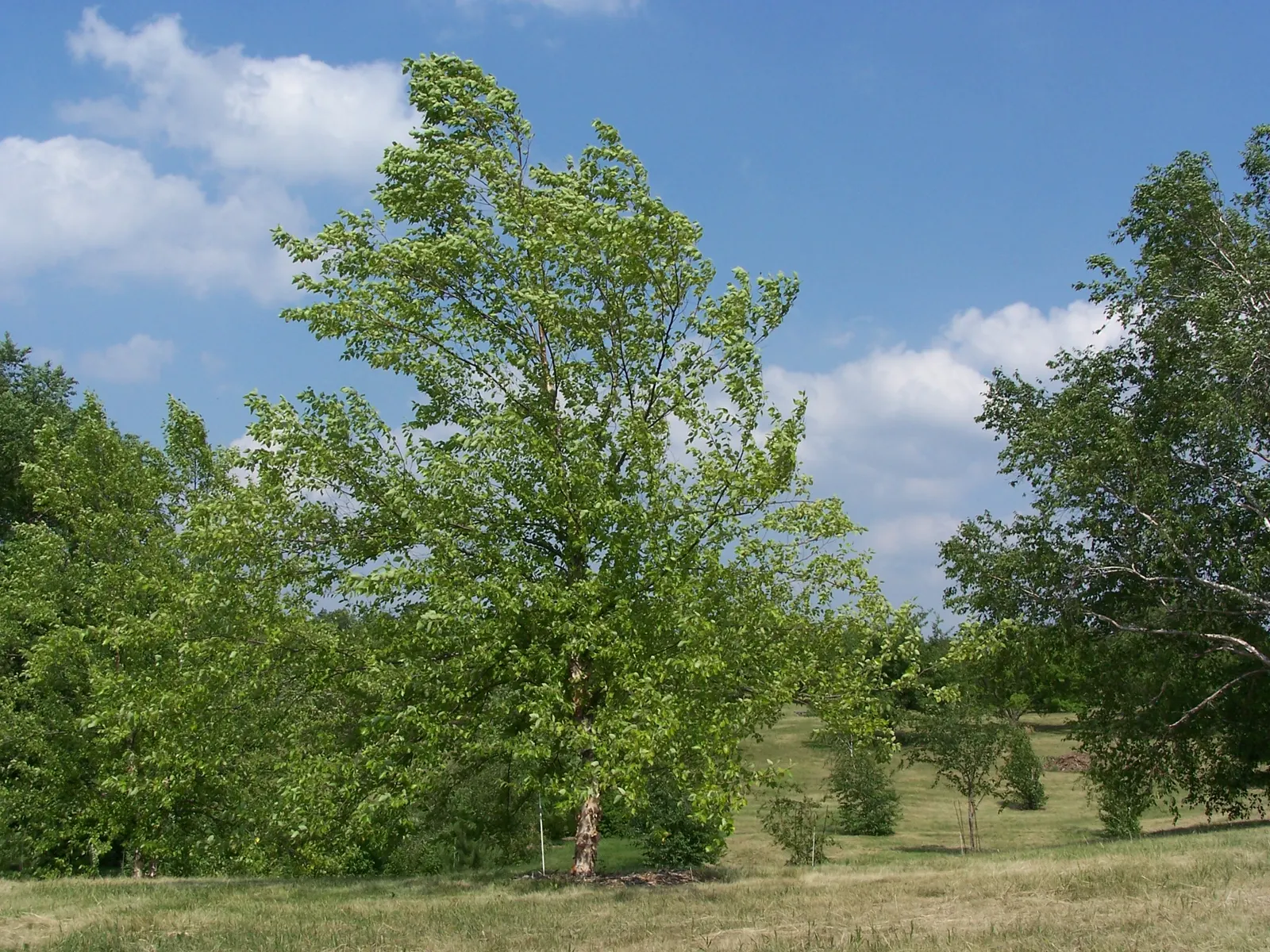 River Birch (Betula Nigra) — with a lustrous medium-green hue that transitions to a vibrant yellow in the fall