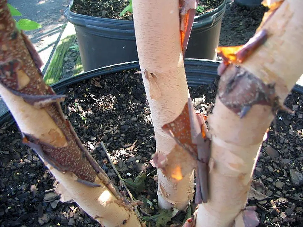 River Birch (Betula Nigra) — Ideal spacing for these trees is roughly 20 to 30 feet apart to allow for adequate growth