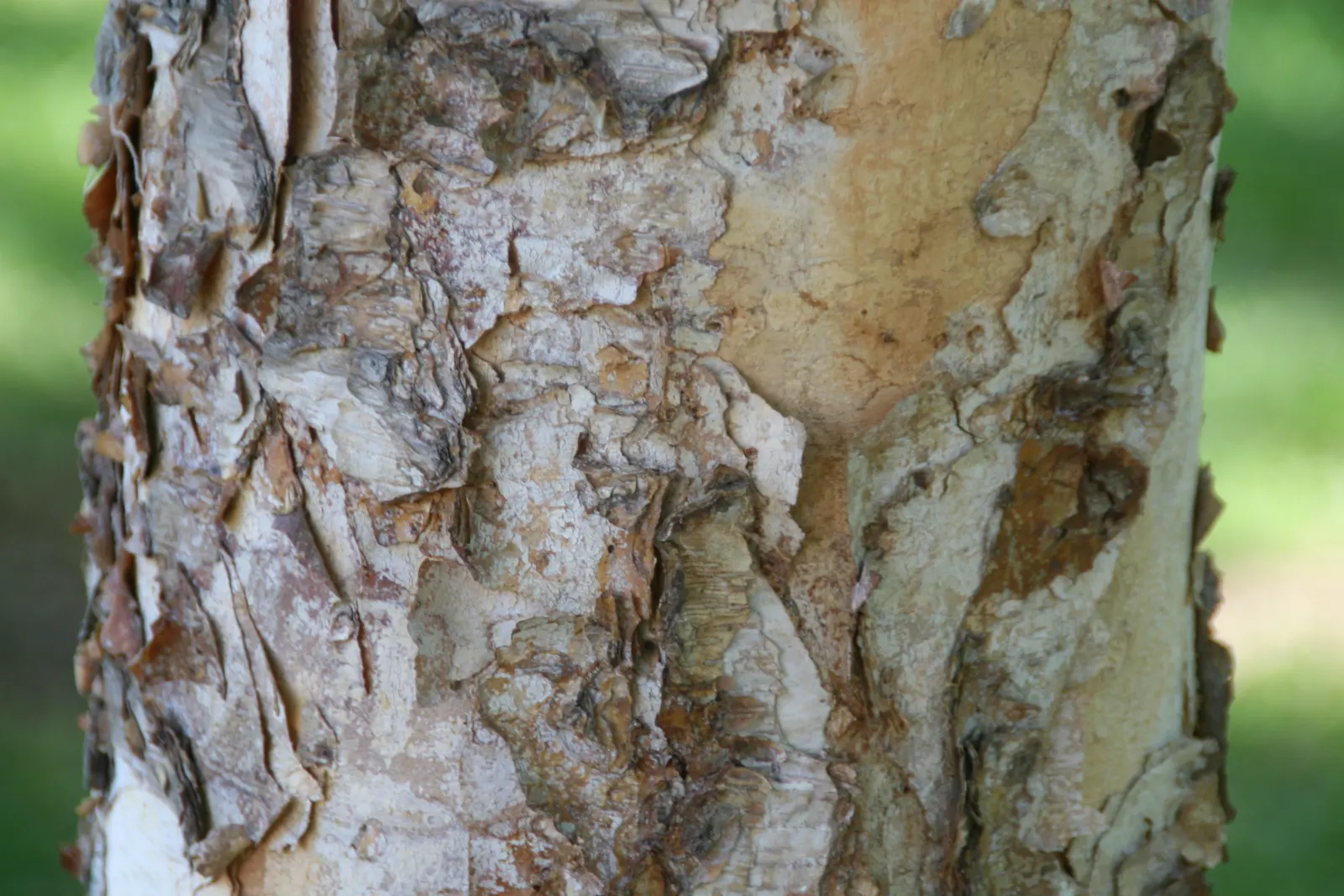 River Birch (Betula Nigra) — Its leaves are diamond-shaped to triangular