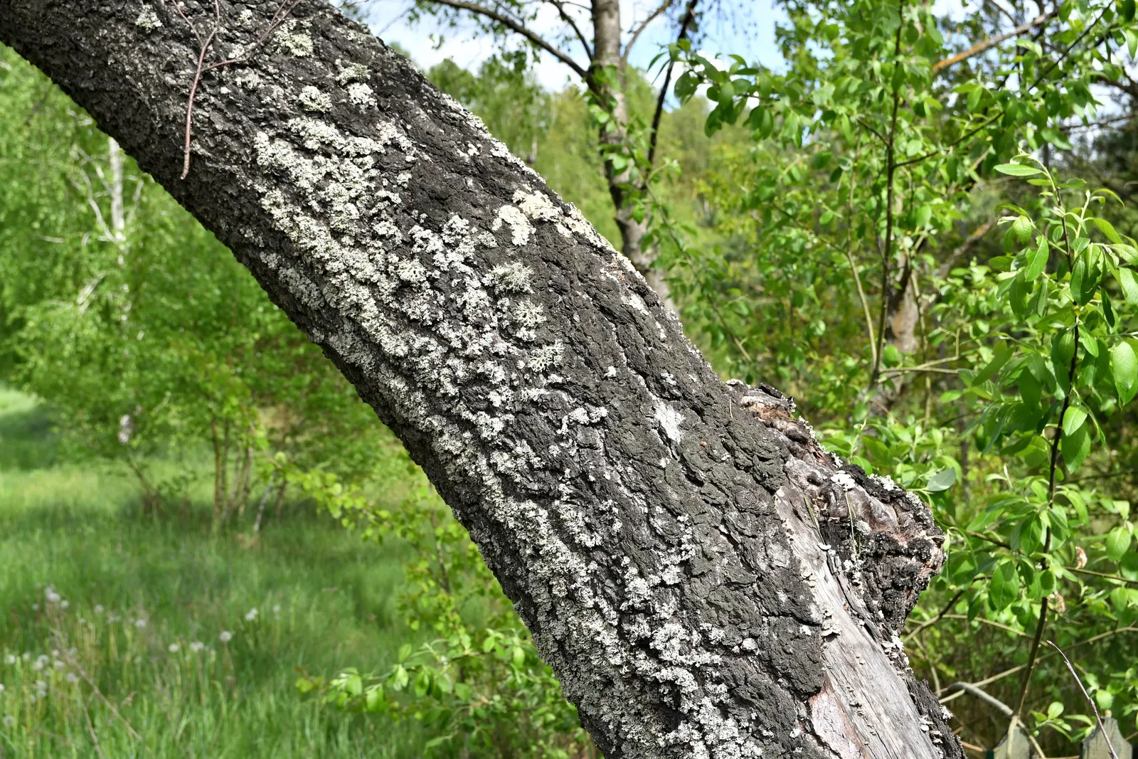 River Birch (Betula Nigra) — Its roots are generally non-invasive, making it an amiable neighbor to paved surfaces relative to other trees