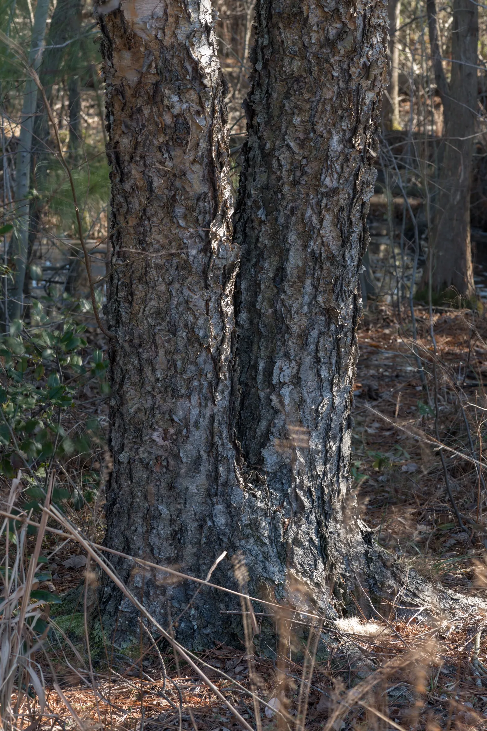 River Birch (Betula Nigra) — the River Birch possesses an elegantly pyramidal to oval shape