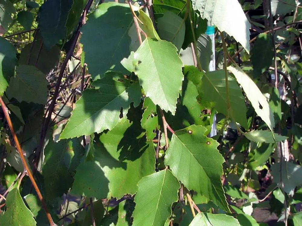 River Birch (Betula Nigra) — peeling bark that ranges from salmon-pink to reddish-brown