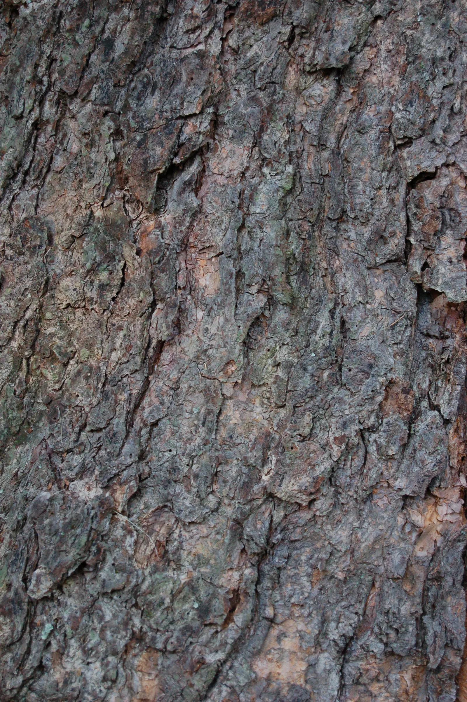 River Birch (Betula Nigra) — Betula nigra is adaptable, but prefers moist, acidic soils and full to partial sun exposure