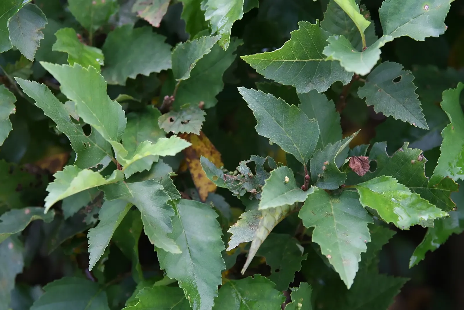 River Birch (Betula Nigra) — Prefers moist, acidic soils, and is tolerant of wet conditions; it is resistant to birch borer and tolerates wet conditions