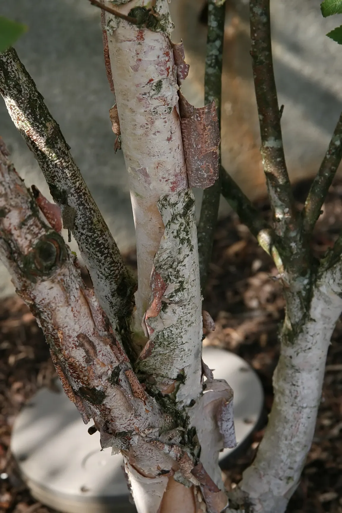 River Birch (Betula Nigra) — Its diamond-shaped leaves turn yellow in fall