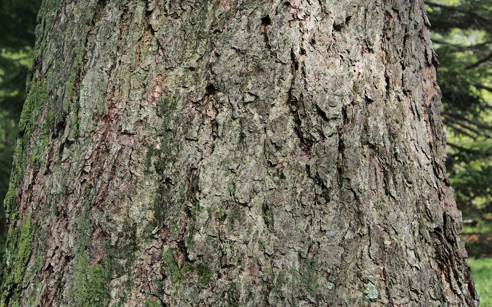 River Birch (Betula Nigra) — it can grow up to 1.5 to 2.5 feet per year