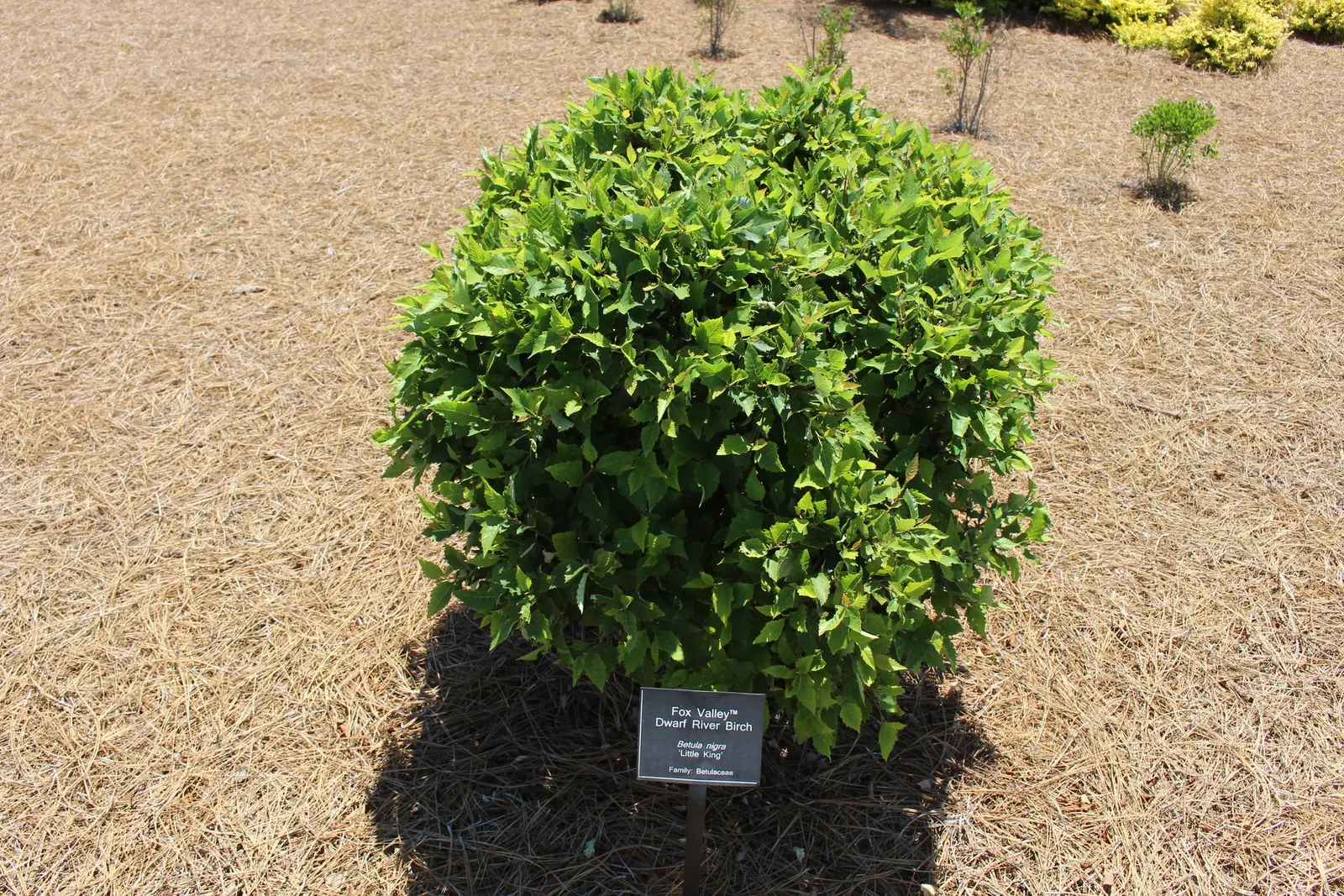 River Birch (Betula Nigra) — particularly suited to naturalized areas or rain gardens