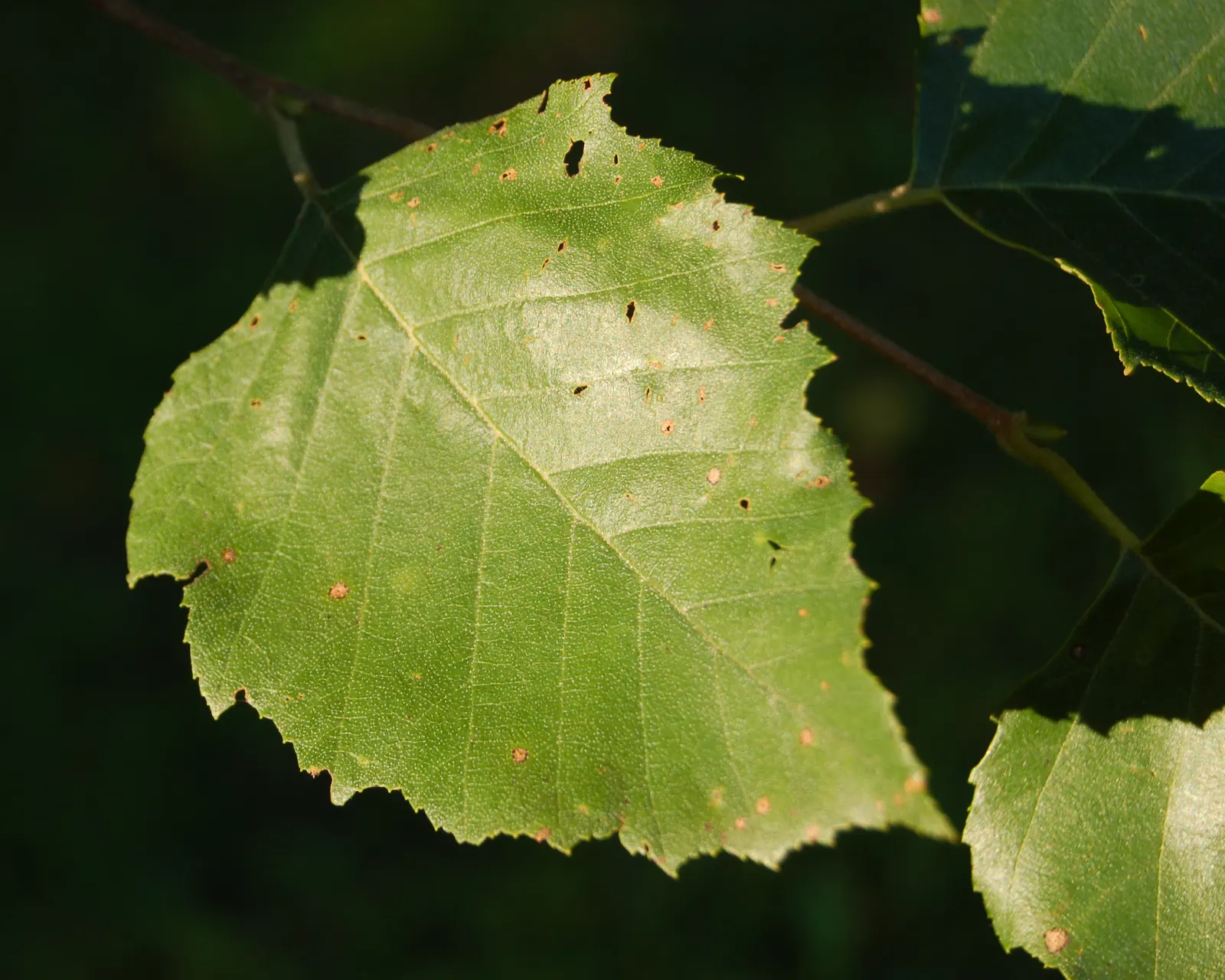 River Birch (Betula Nigra) — complementing the seasonal color palette.<br><br>As a moderately fast-growing tree