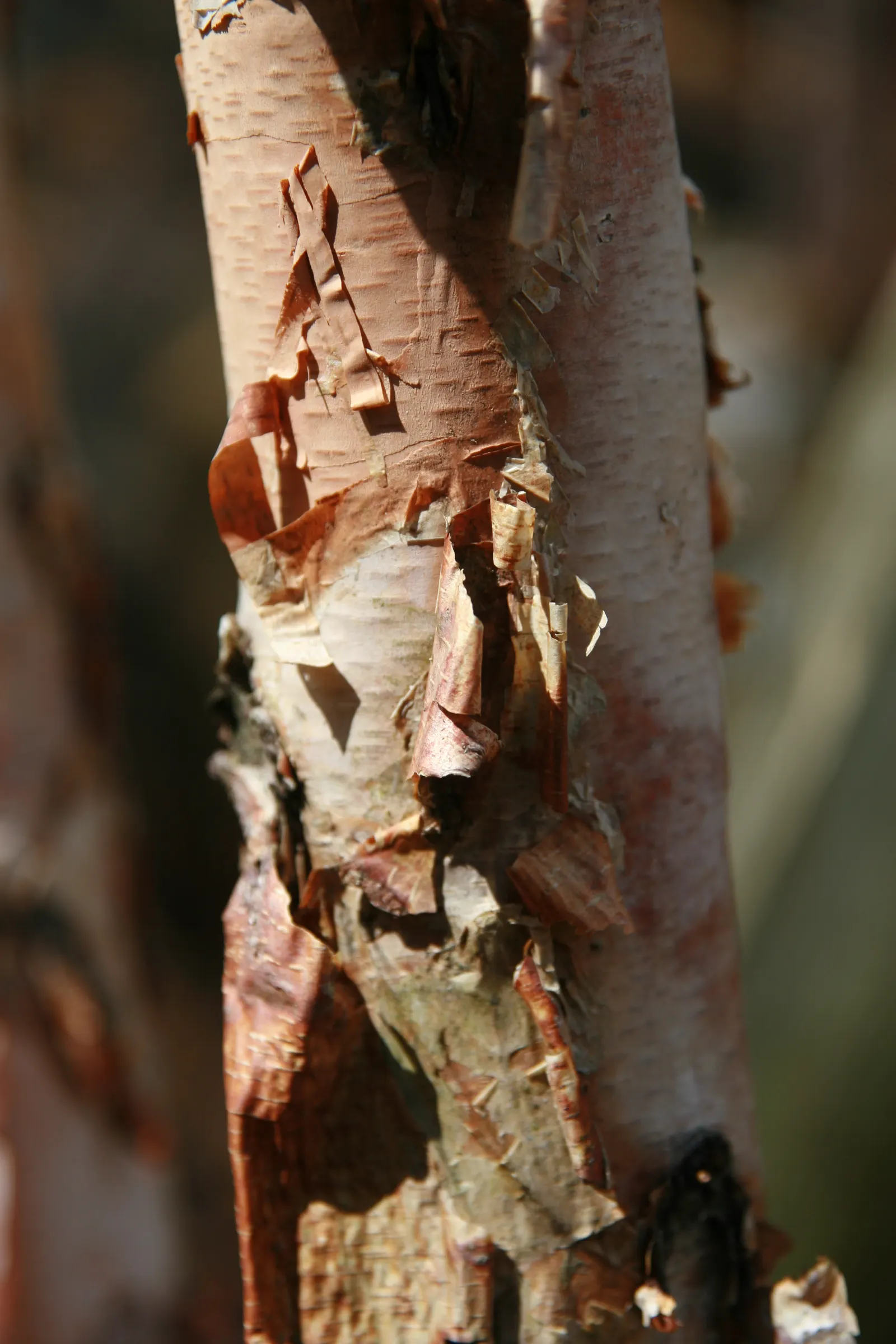 River Birch (Betula Nigra) — tree for full or half