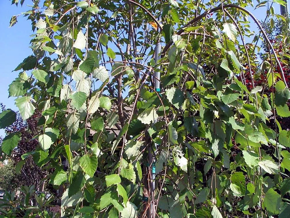 River Birch (Betula Nigra) — Thriving in hardiness zones 4-9, it can reach heights of 40-70 feet with a canopy spread of 40-60 feet