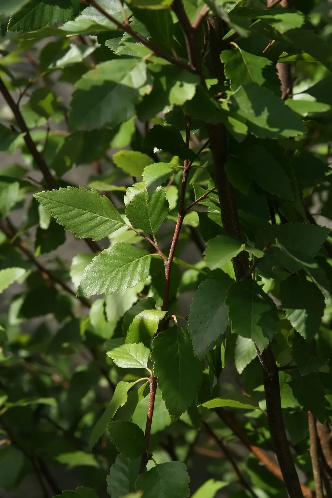 River Birch (Betula Nigra) — scientifically named Betula nigra
