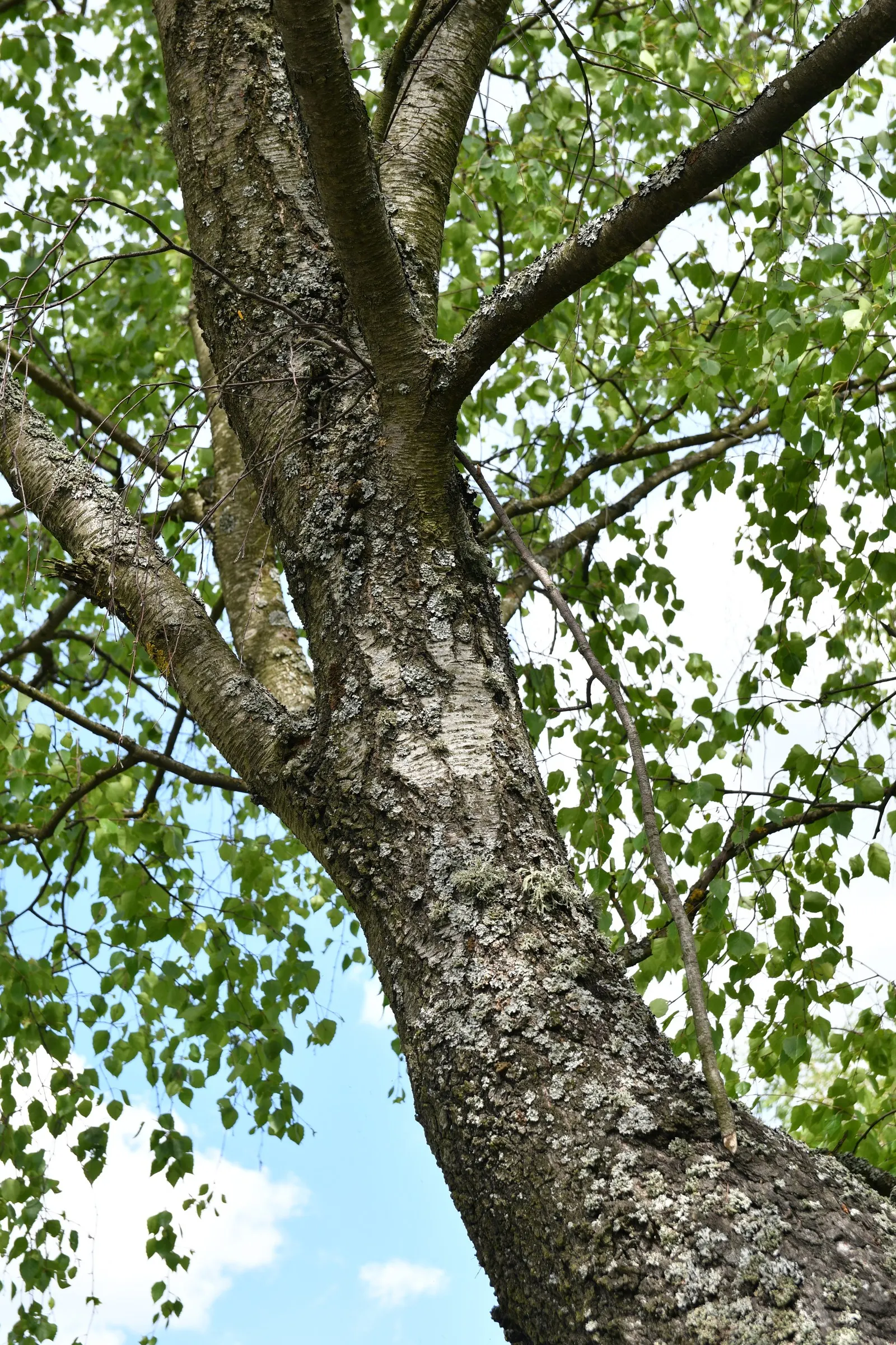 River Birch (Betula Nigra) — Thriving in hardiness zones 4-9, it can reach heights of 40-70 feet with a canopy spread of 40-60 feet; the River Birch possesses