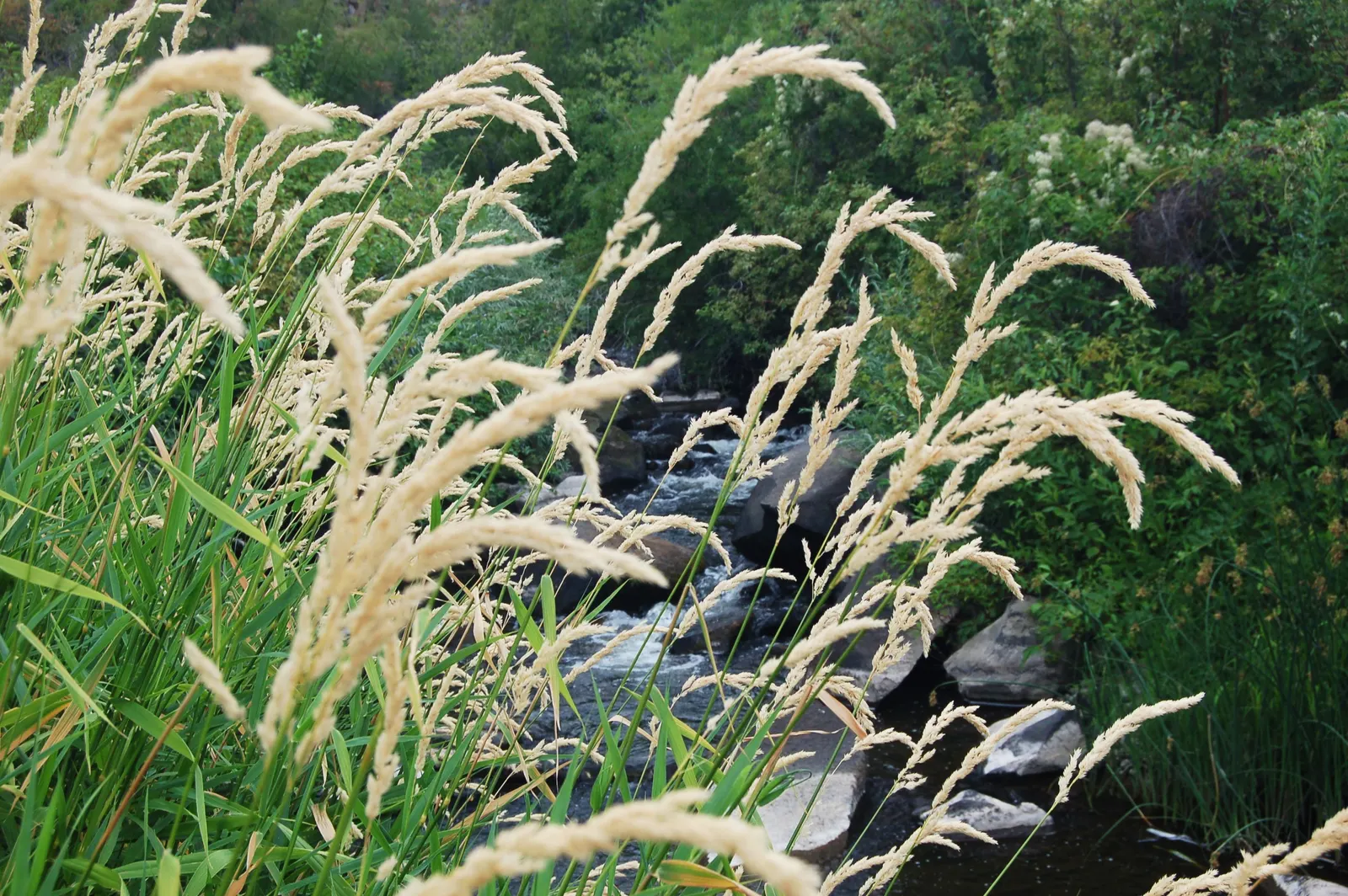 River Birch (Betula Nigra) — often naturally found along riverbanks; however