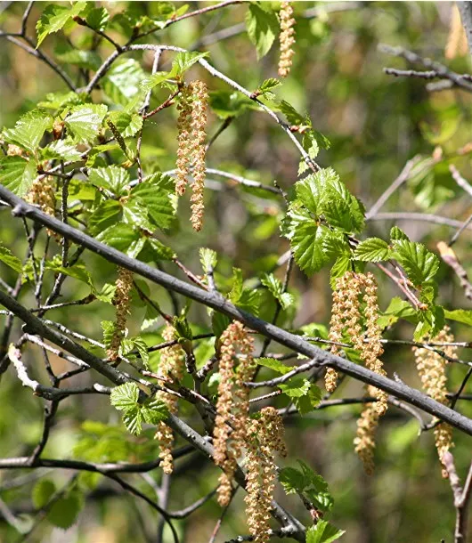 River Birch (Betula Nigra) — Prefers moist, acidic soils, and is tolerant of wet conditions