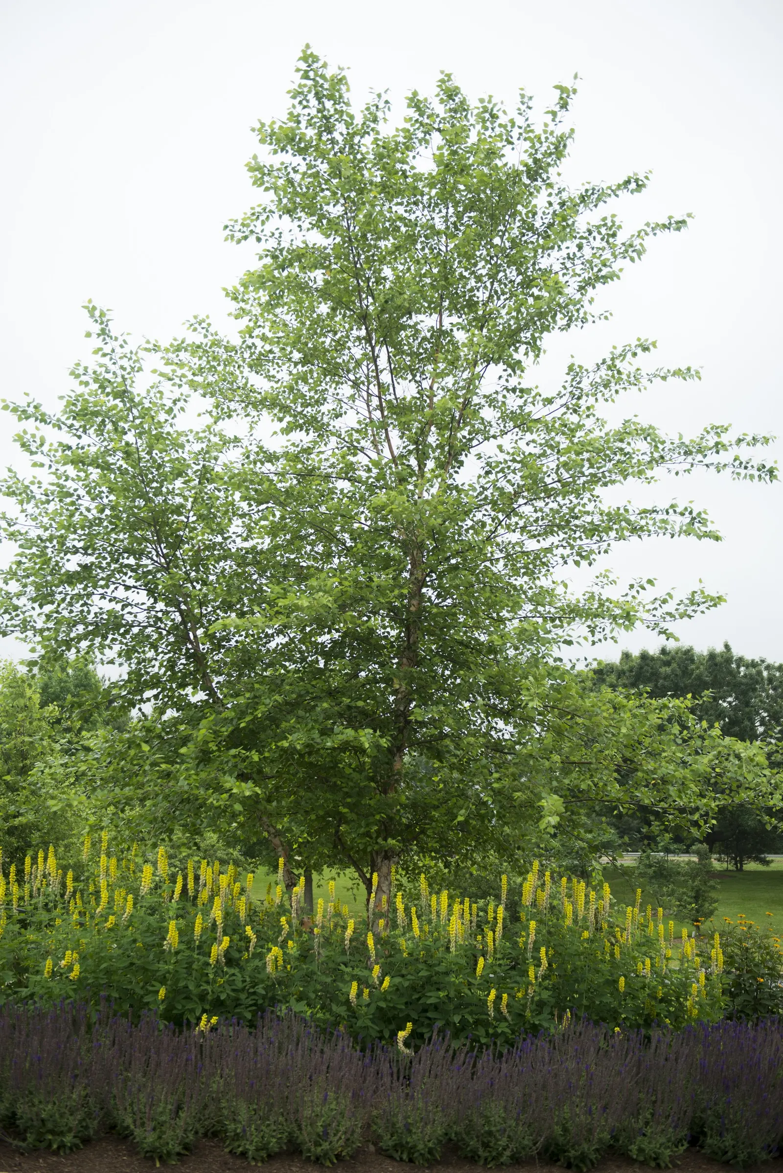 River Birch (Betula Nigra) — It is resistant to birch borer and tolerates wet conditions