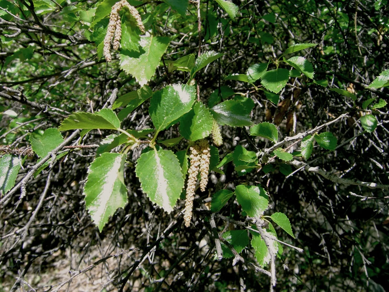 River Birch (Betula Nigra) — adding exceptional visual interest