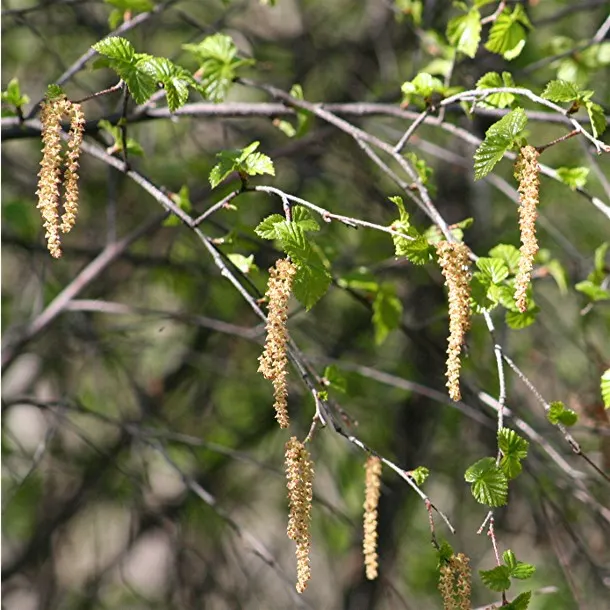 River Birch (Betula Nigra) — particularly in the winter months