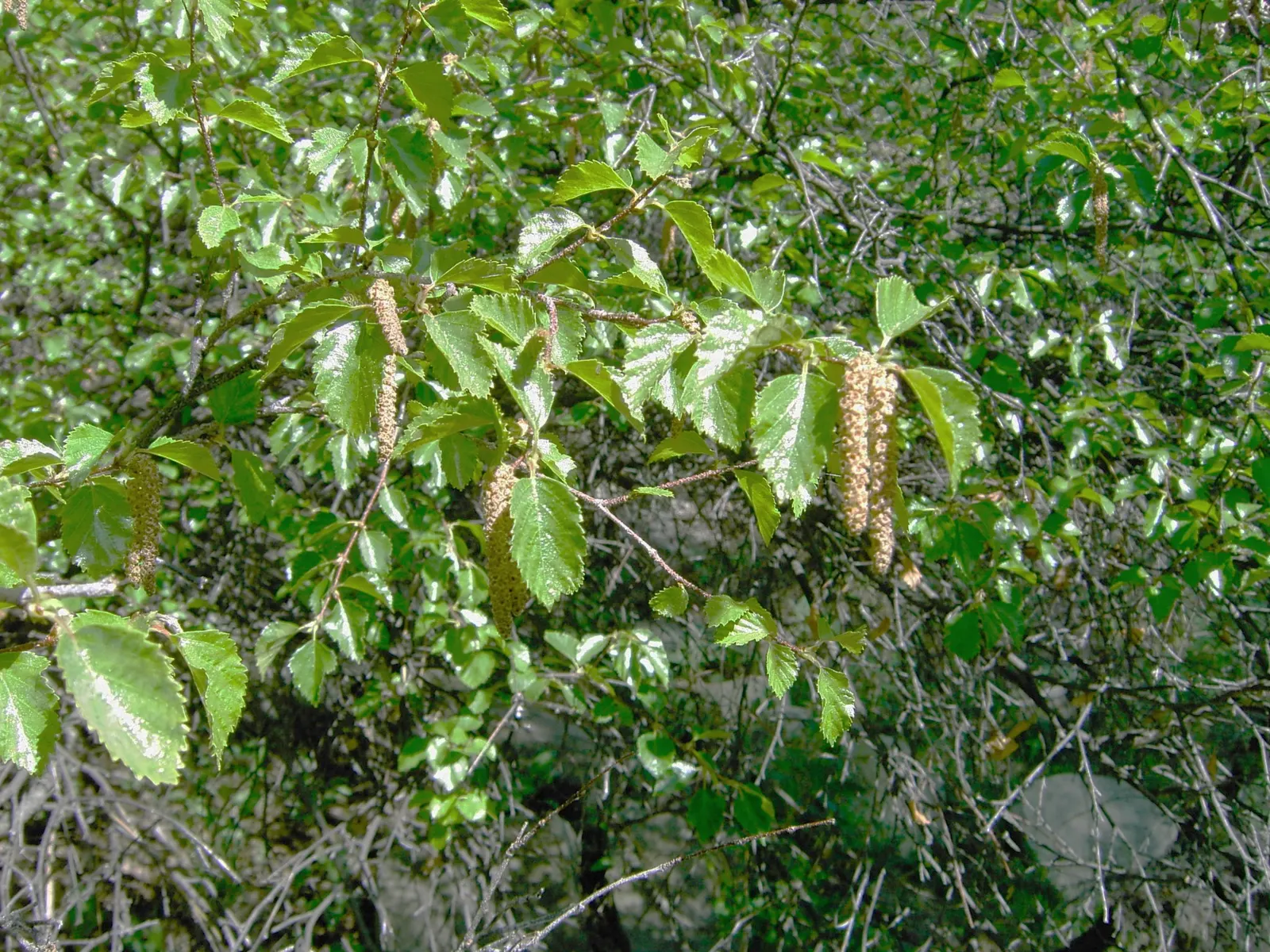 River Birch (Betula Nigra) — is a graceful deciduous tree known for its unique peeling bark in shades of cream