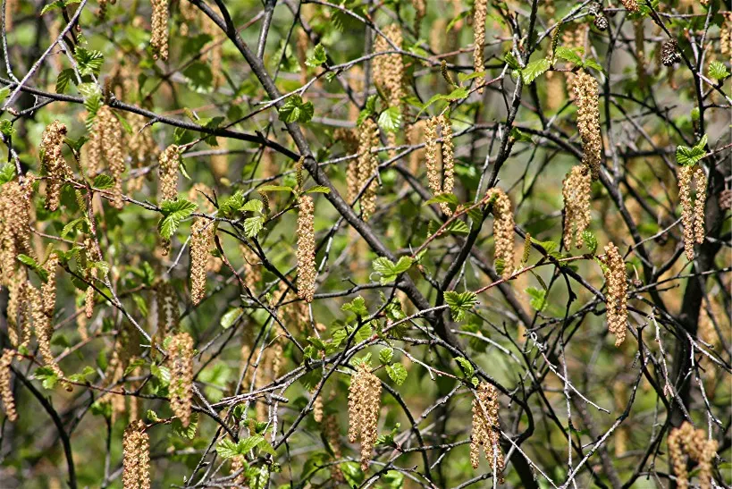River Birch (Betula Nigra) — offering picturesque beauty ideal for residential and commercial landscapes