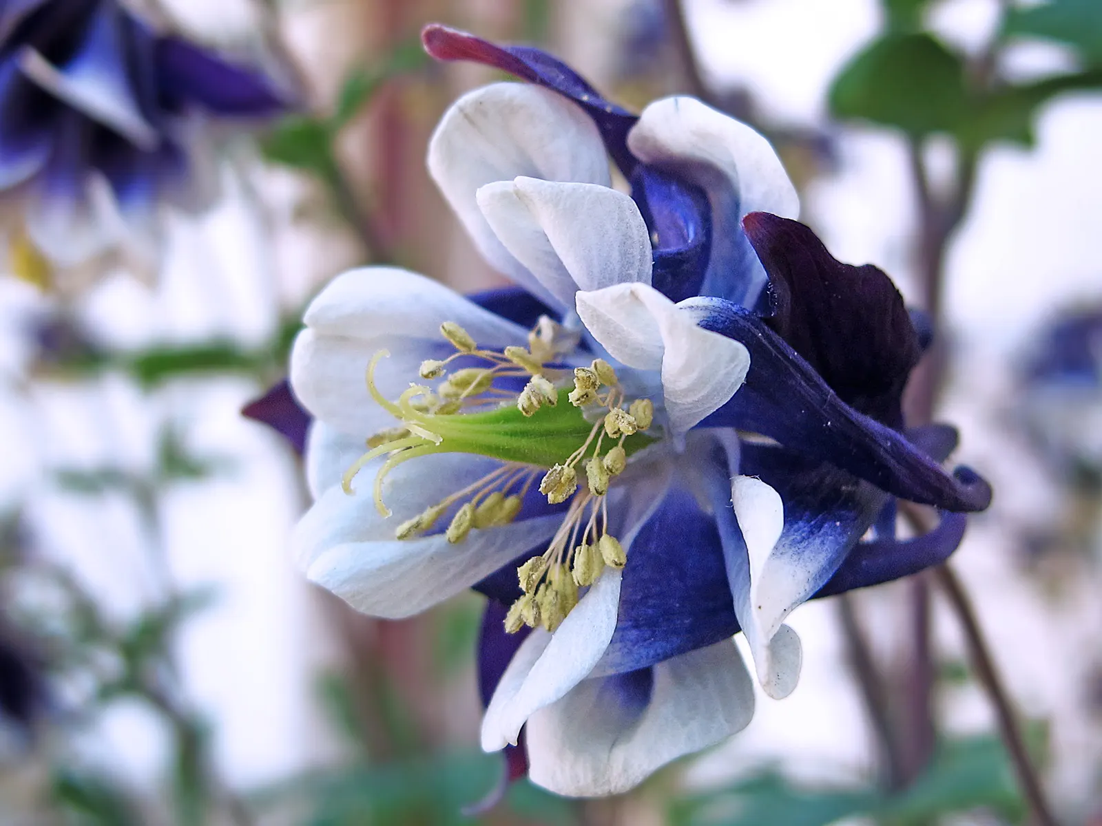 Songbird: Blue Bird (Aquilegia hybrid) — It thrives in USDA zones 3-8, preferring partial shade but tolerates full sun in cooler climates