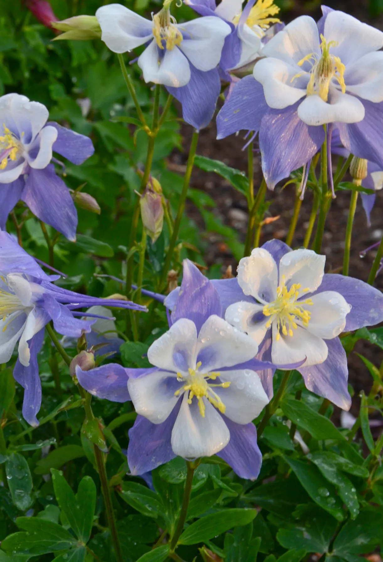 Songbird: Blue Bird (Aquilegia hybrid) — Aquilegia 'Blue Bird' offers charming sky-blue and white spurred blooms