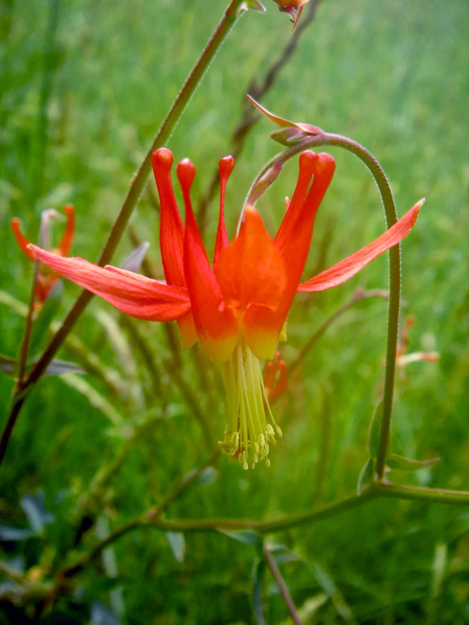 Songbird: Blue Bird (Aquilegia hybrid) — This perennial stands at 24 to 30 inches tall, with a 12 to 18-inch spread