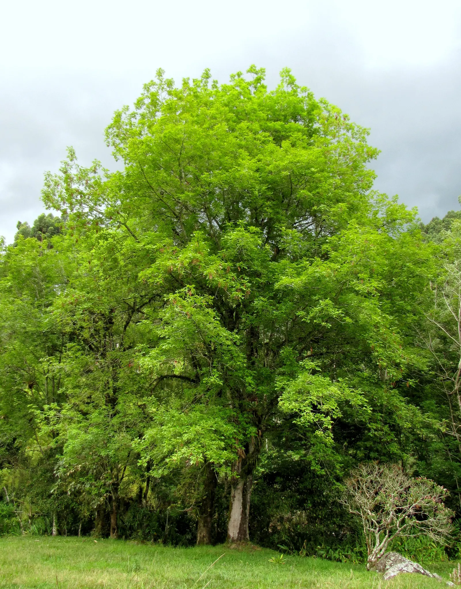 Evergreen Ash (Fraxinus Uhdei) — tree for full