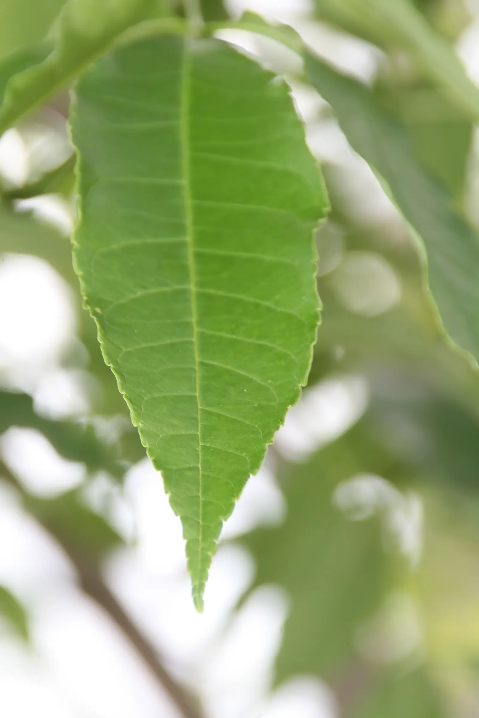 Evergreen Ash (Fraxinus Uhdei) — Ideally suited for zones 9-11, this hardy ash thrives in full sun and well-drained soils; allowing ample space for growth