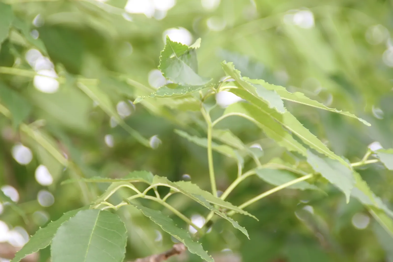 Evergreen Ash (Fraxinus Uhdei) — and while it prefers regular watering