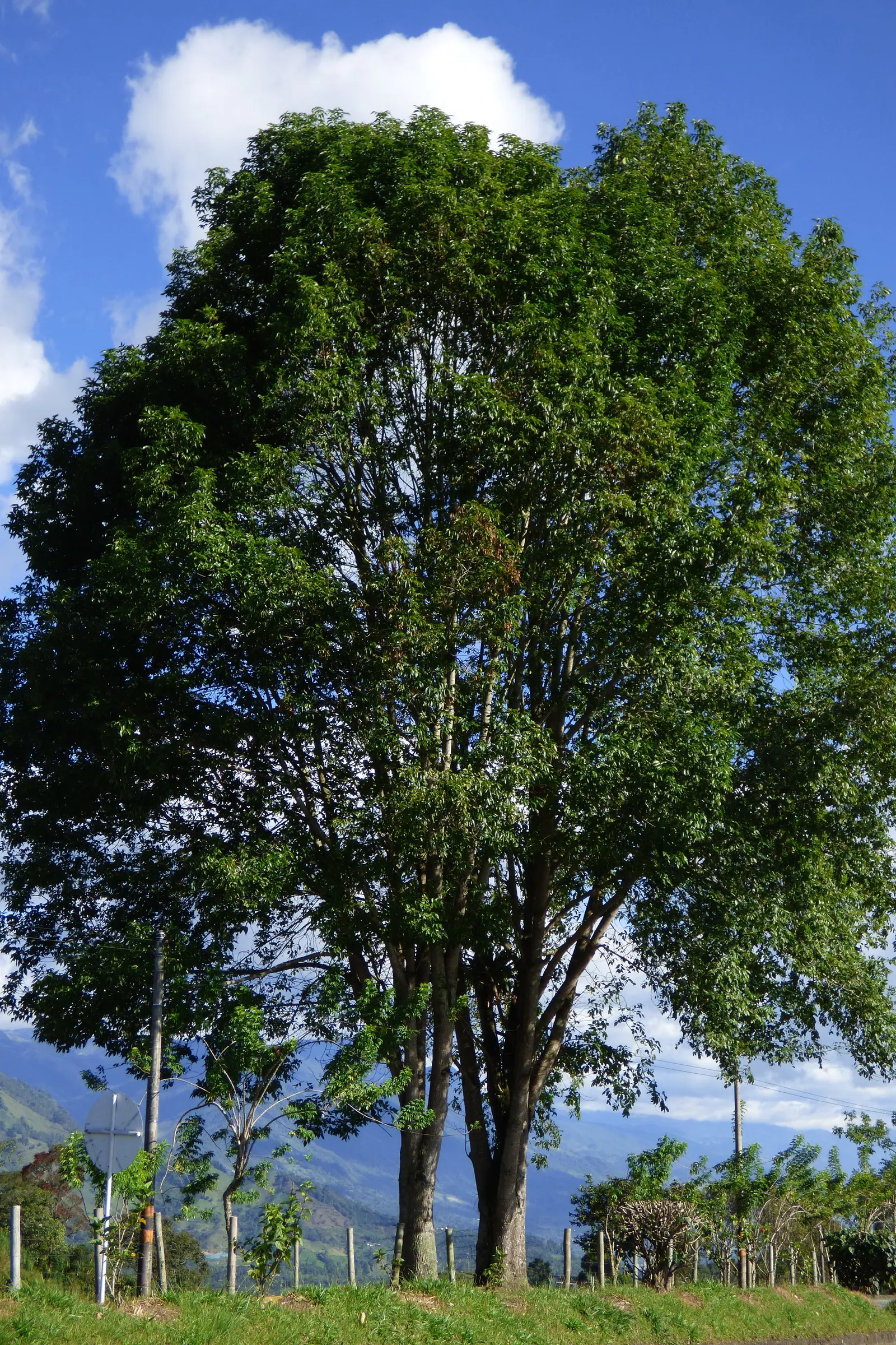 Evergreen Ash (Fraxinus Uhdei) — reaching heights of 20-30 ft with a similar spread; which means it can withstand minimum temperatures of 0 to 40 degrees