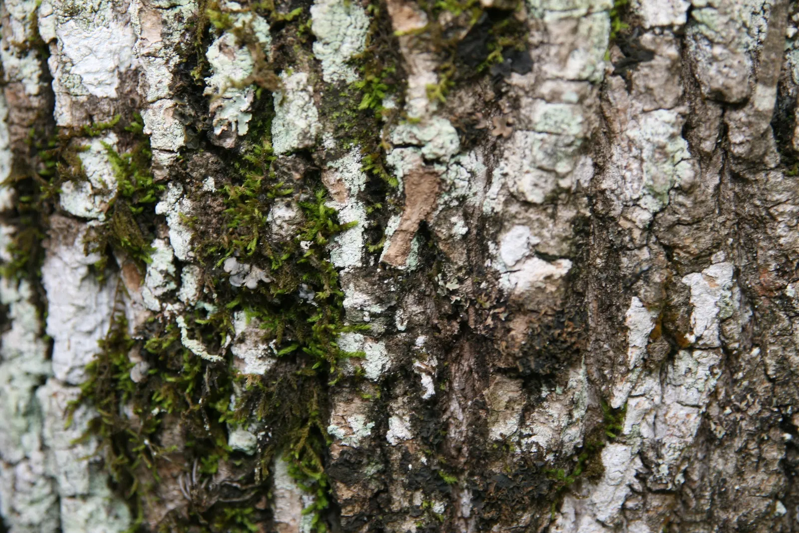 Evergreen Ash (Fraxinus Uhdei) — Originating from the higher elevations in Central America