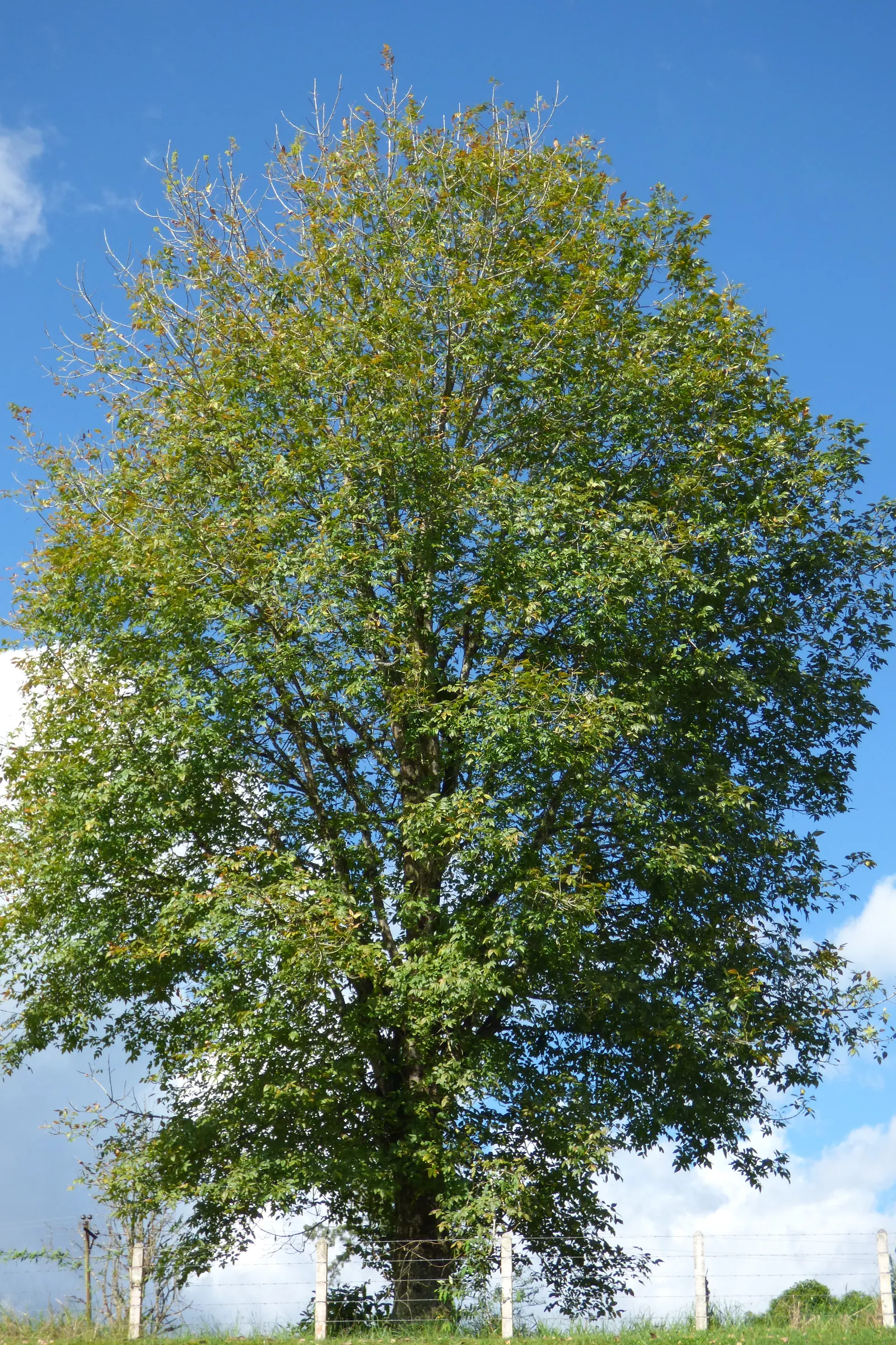 Evergreen Ash (Fraxinus Uhdei) — reducing energy costs and enhancing the comfort of outdoor living spaces
