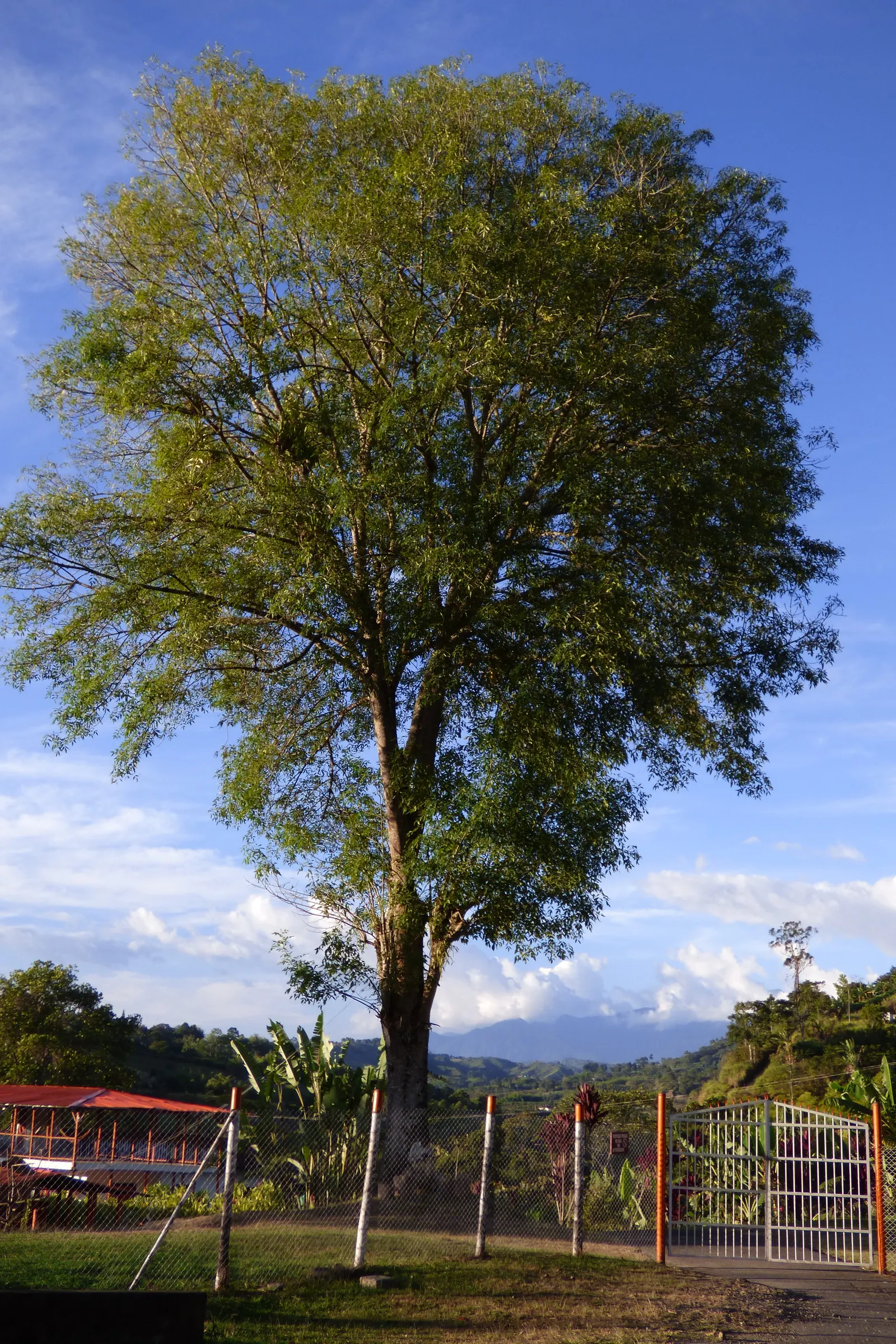 Evergreen Ash (Fraxinus Uhdei) — Its rounded canopy provides ample shade, making it a perfect choice for parks and large gardens