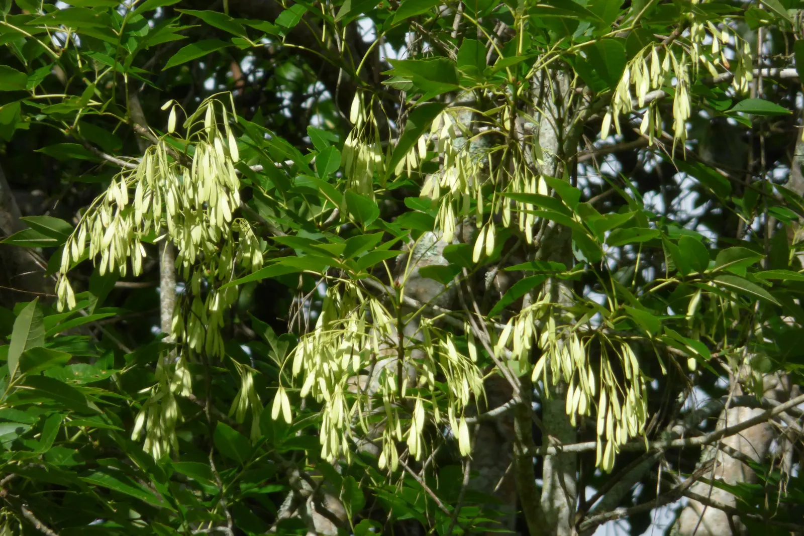 Evergreen Ash (Fraxinus Uhdei) — it may become deciduous in cooler regions.<br><br>When integrating this tree into a garden or landscape design