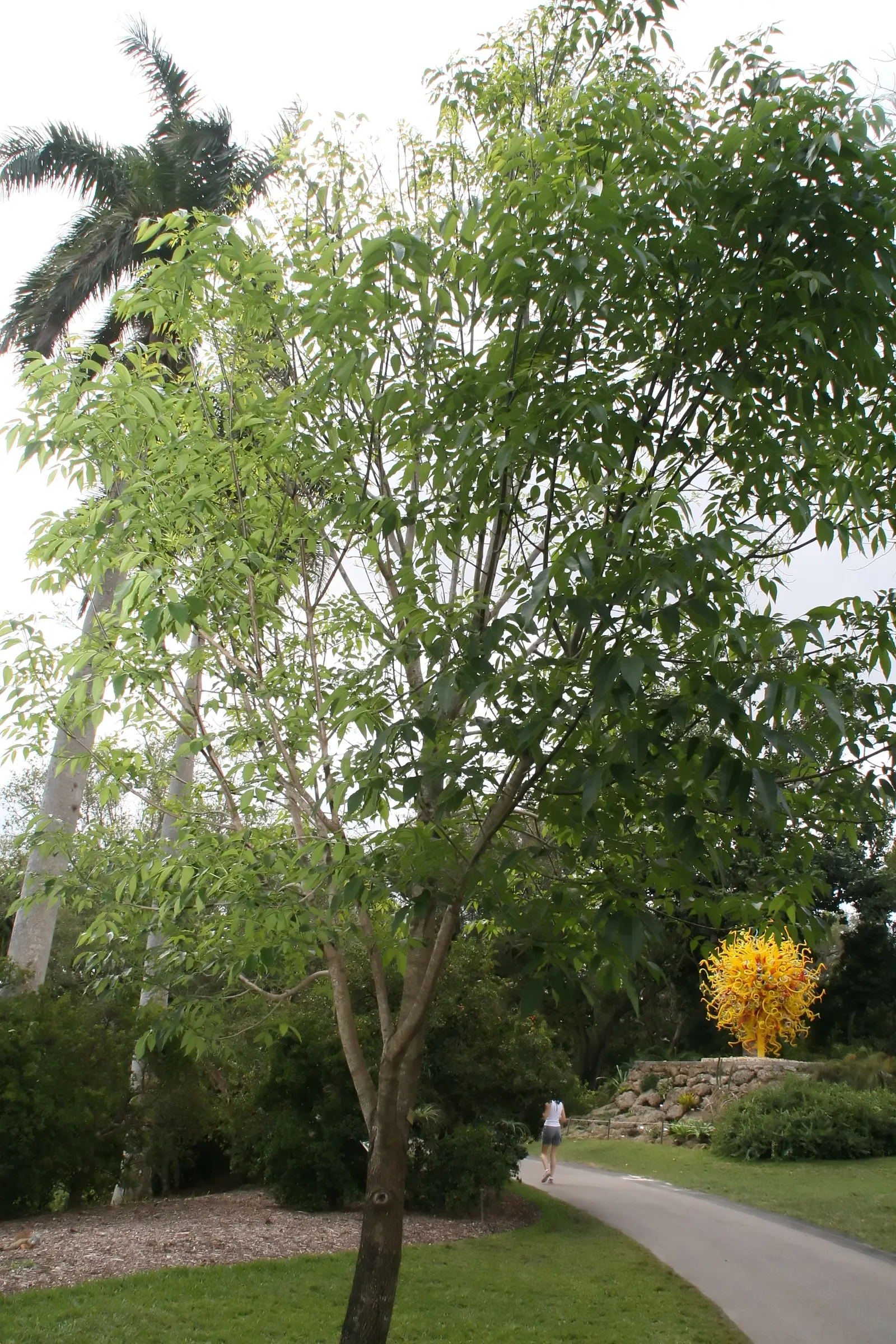 Evergreen Ash (Fraxinus Uhdei) — Its canopy is rounded and dense
