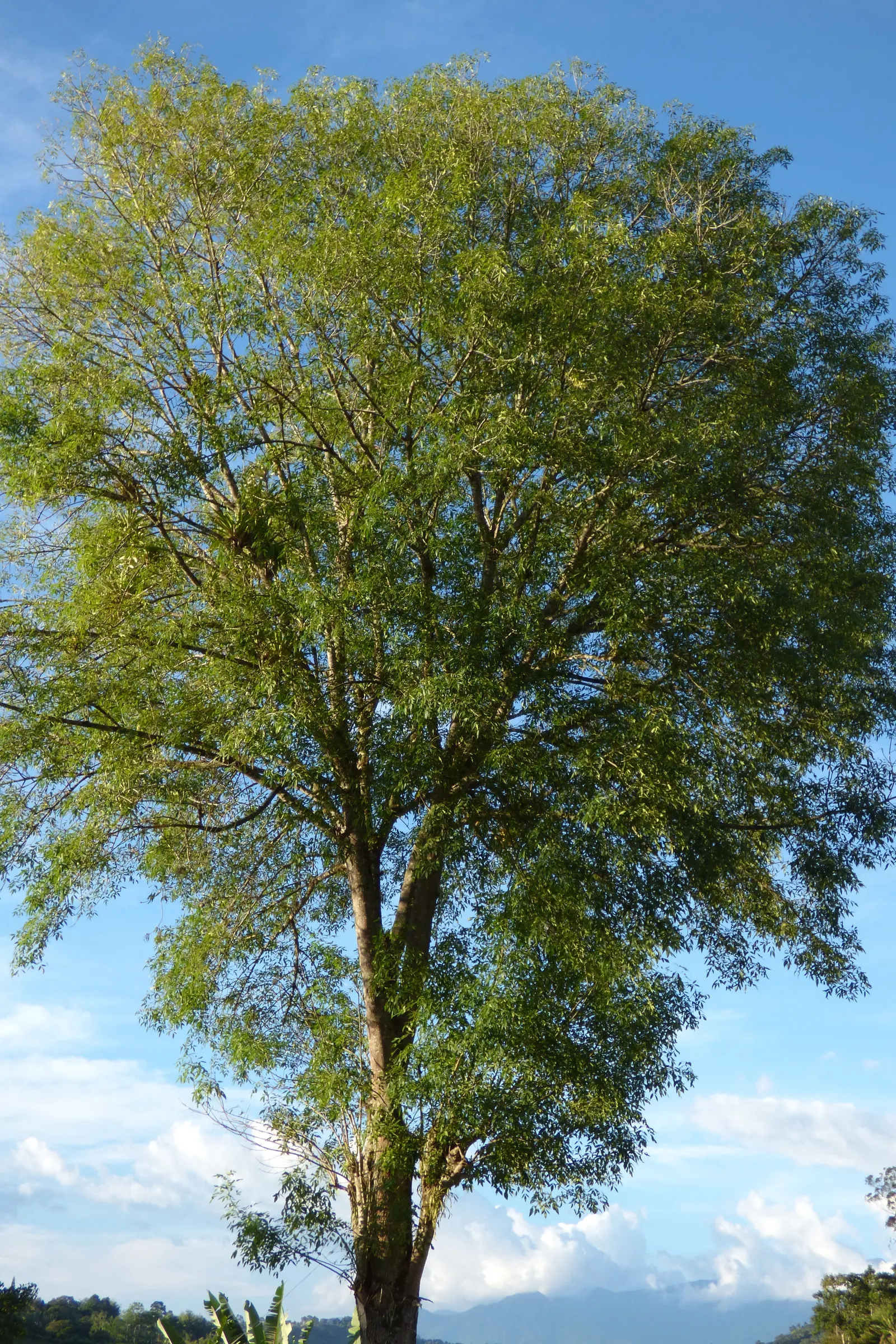 Evergreen Ash (Fraxinus Uhdei) — fast-growing shade tree cherished for its lush; and adaptable to a range of soil conditions