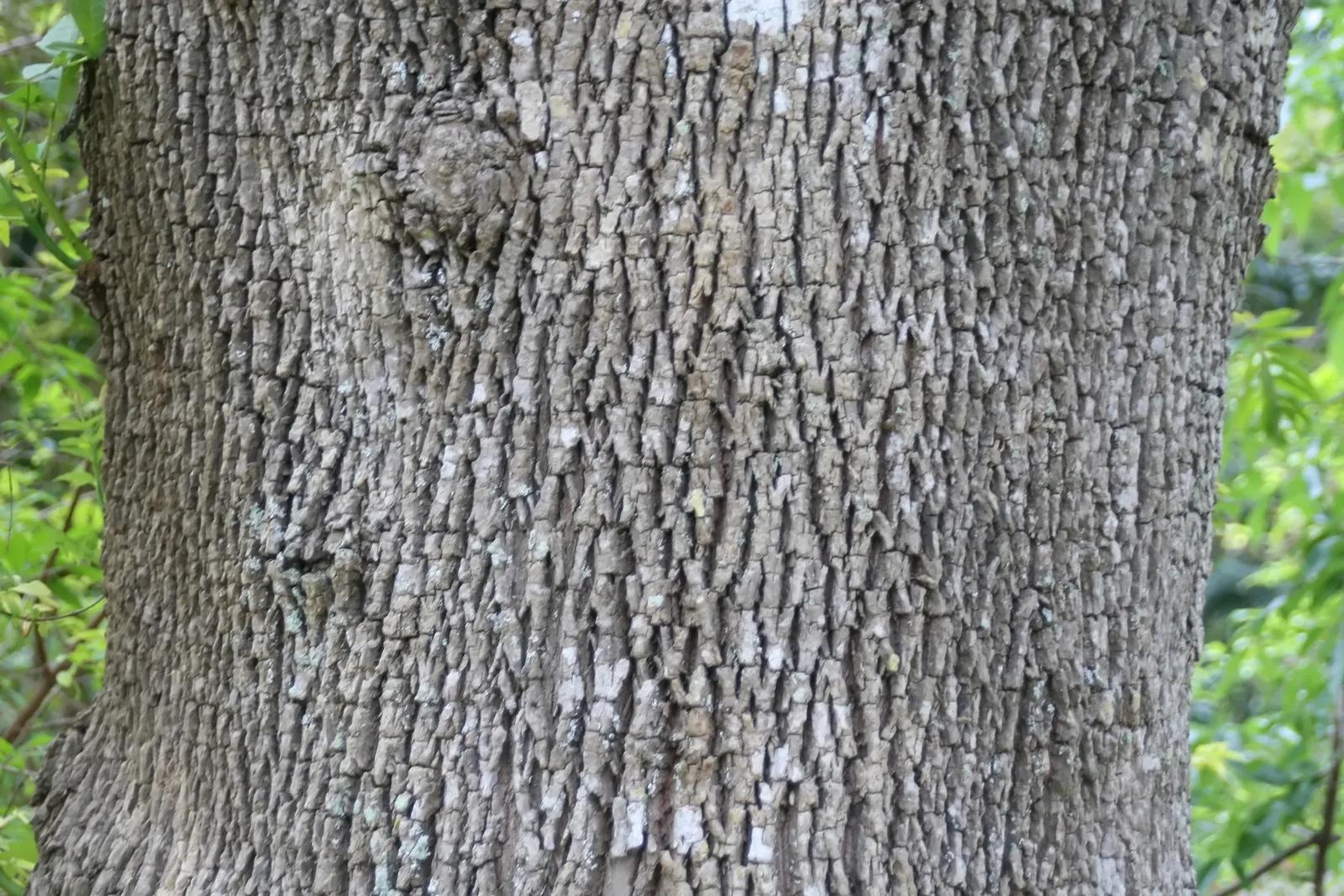 Evergreen Ash (Fraxinus Uhdei) — Regular pruning helps maintain its shape and health; which means it can withstand minimum temperatures of 0 to 40 degrees