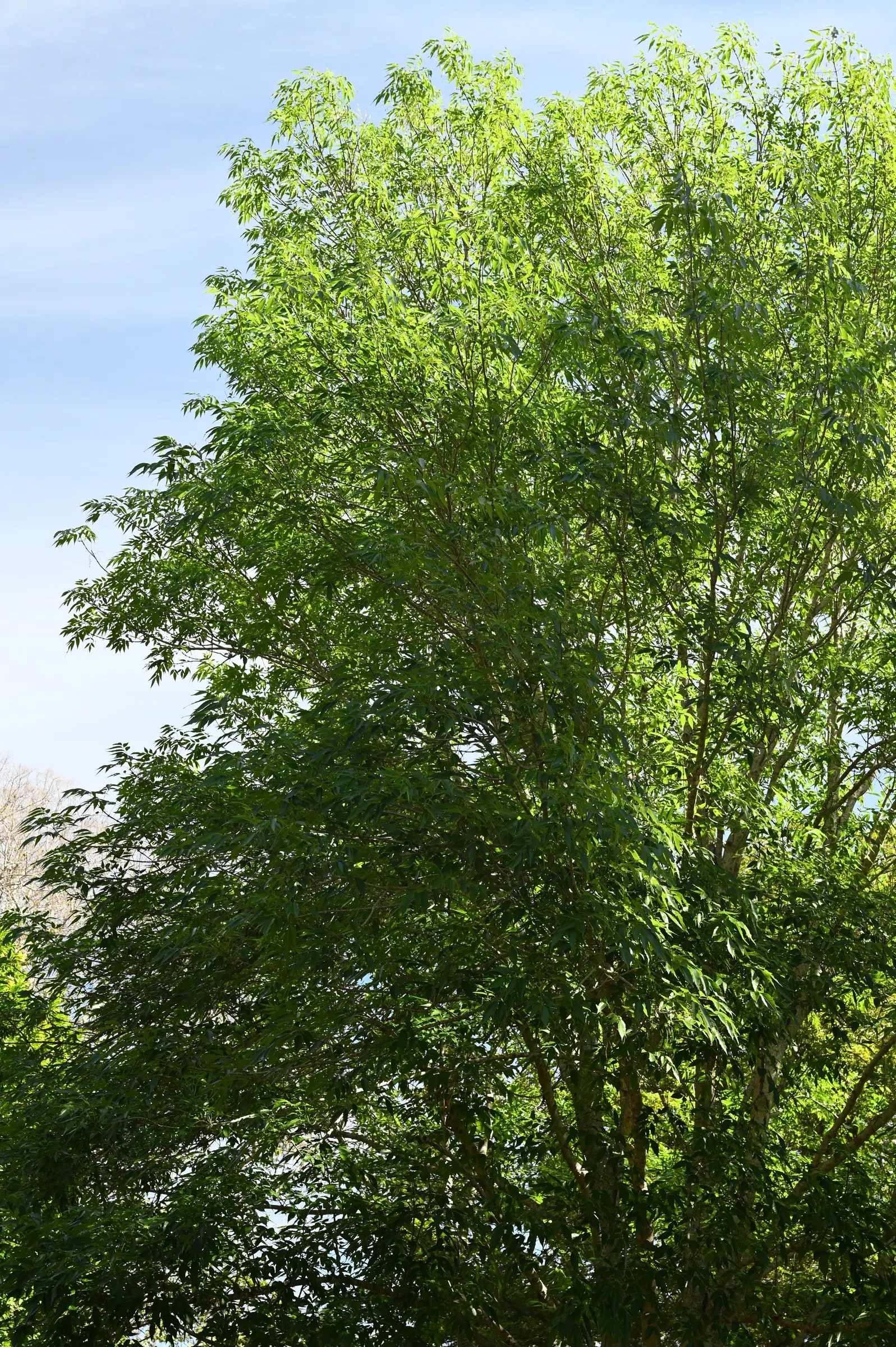 Evergreen Ash (Fraxinus Uhdei) — Its ability to block intense sunlight can be advantageous for houses in sunny locations