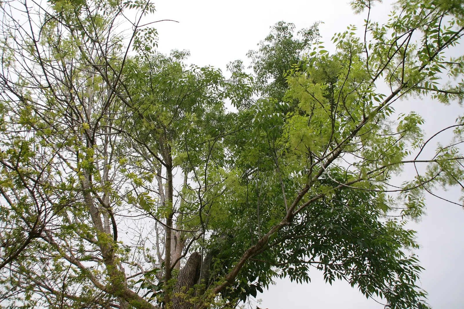 Evergreen Ash (Fraxinus Uhdei) — Ideally suited for zones 9-11, this hardy ash thrives in full sun and well-drained soils