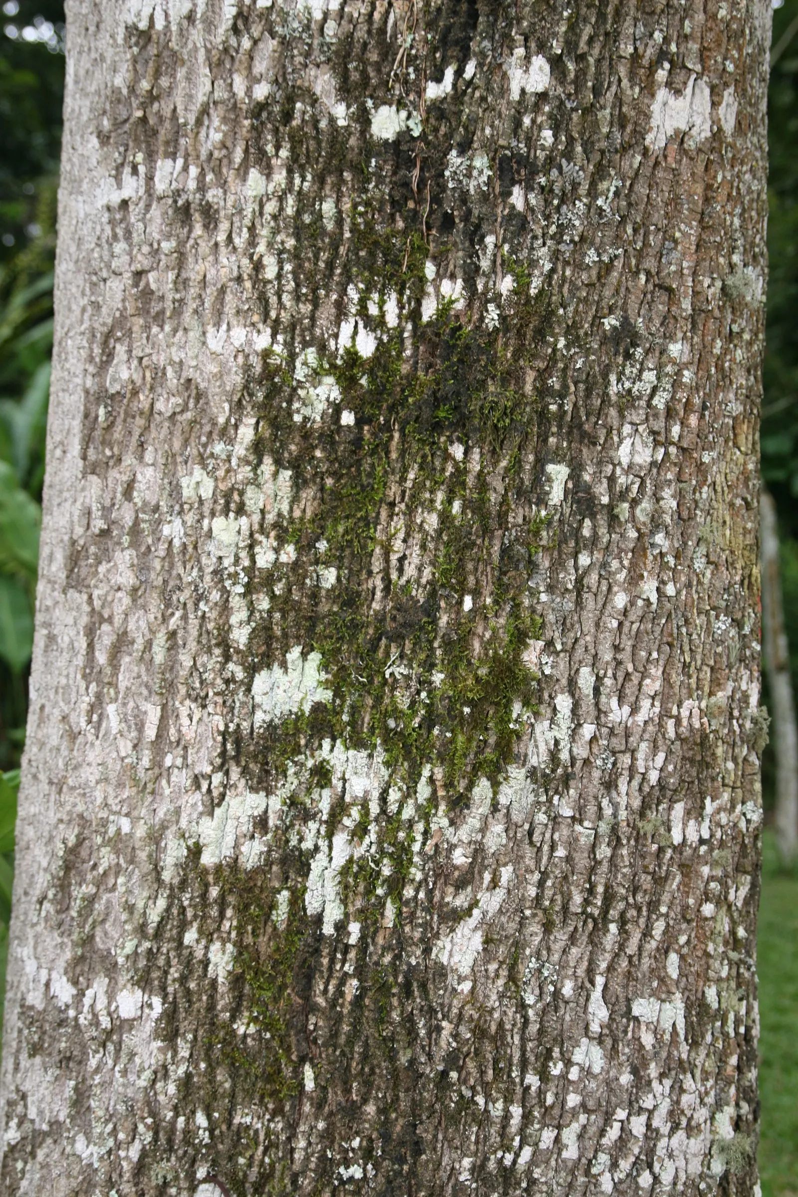 Evergreen Ash (Fraxinus Uhdei) — The Evergreen Ash thrives in USDA Hardiness Zones 7 to 11; which means it can withstand minimum temperatures of 0 to 40
