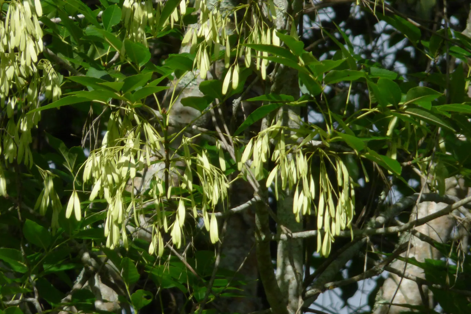 Evergreen Ash (Fraxinus Uhdei) — allowing ample space for growth