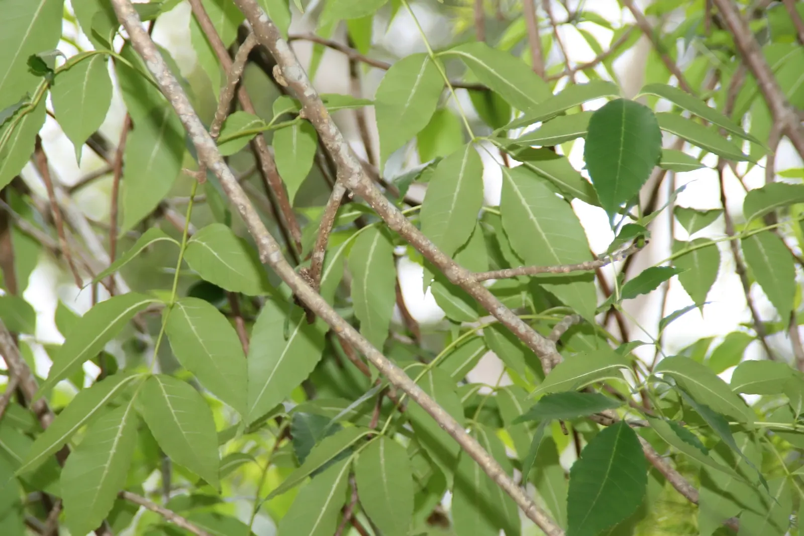 Evergreen Ash (Fraxinus Uhdei) — providing broad and cooling shade