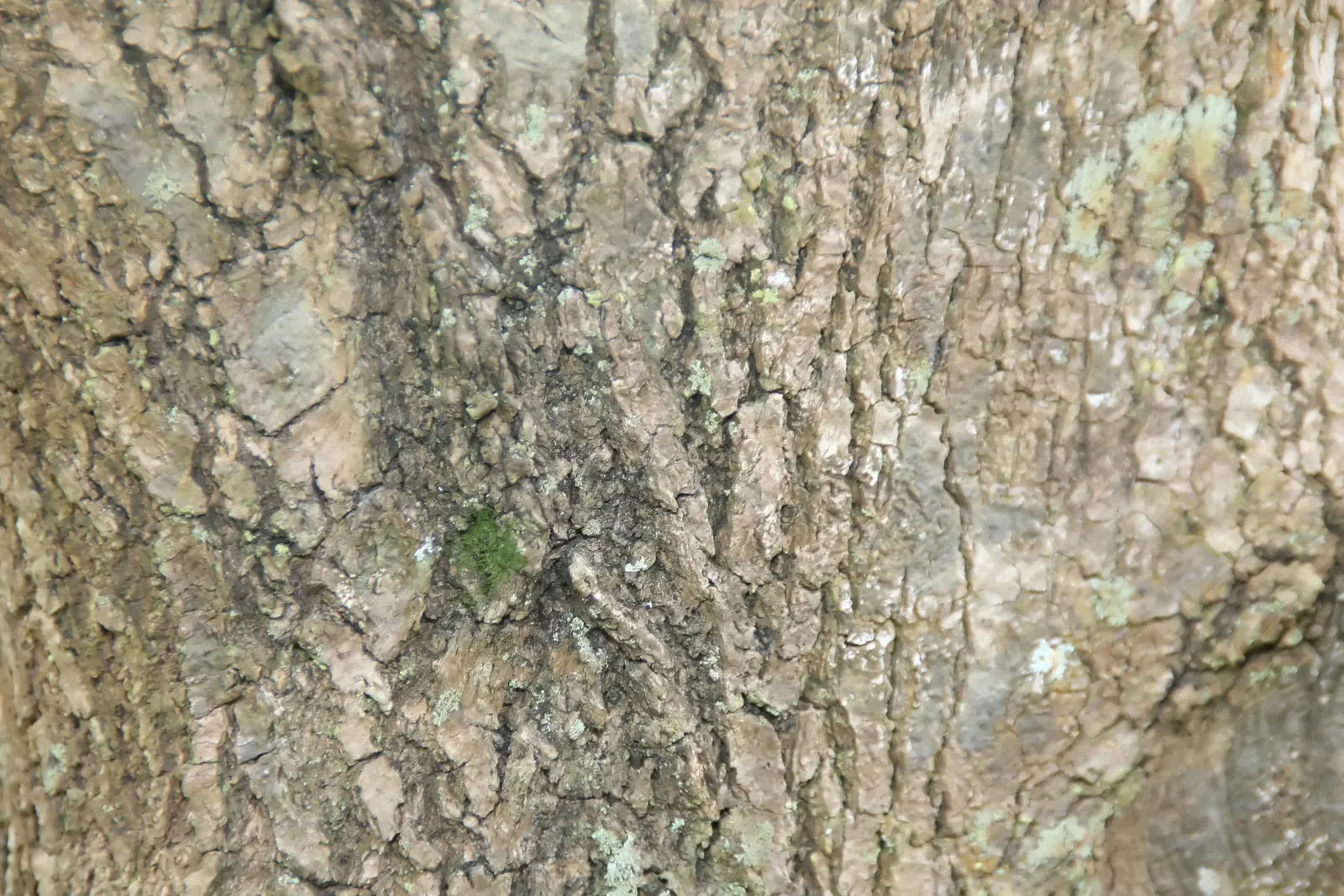Evergreen Ash (Fraxinus Uhdei) — and adaptable to a range of soil conditions